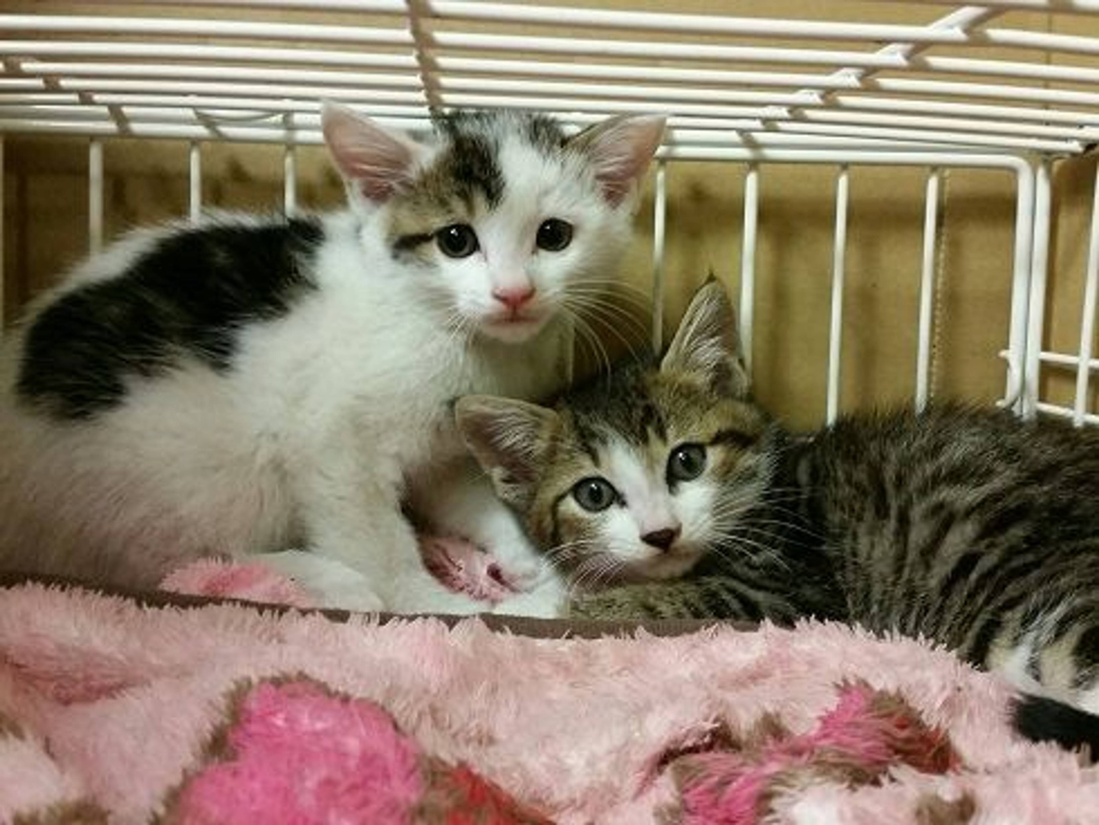 雑種（ミックス猫）・オスの里親募集の写真