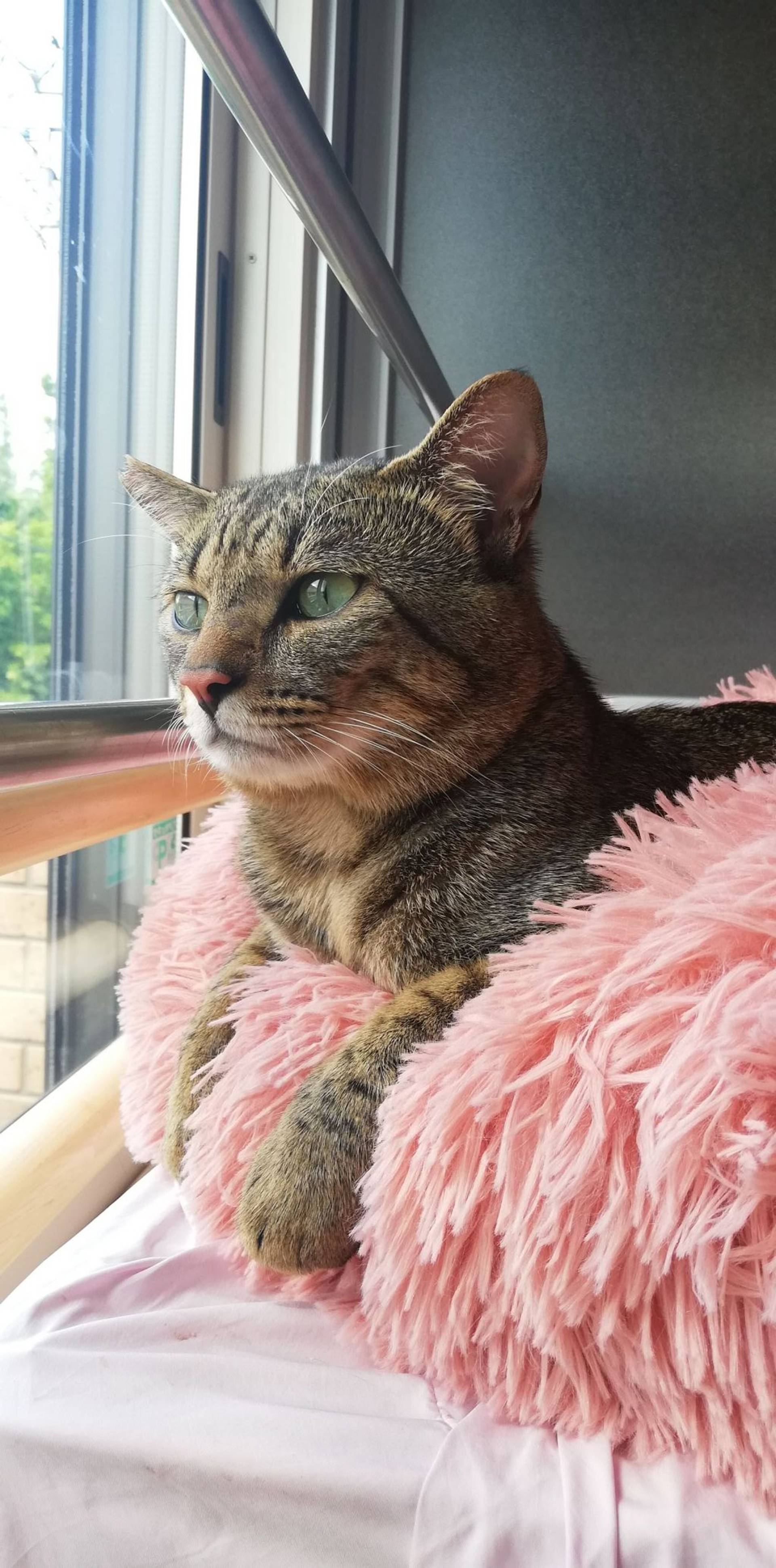雑種（ミックス猫）・オスの里親募集の写真