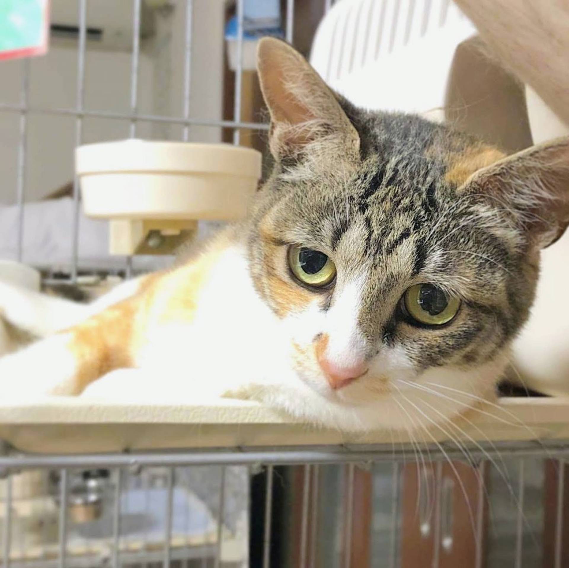 雑種（ミックス猫）・メスの里親募集の写真