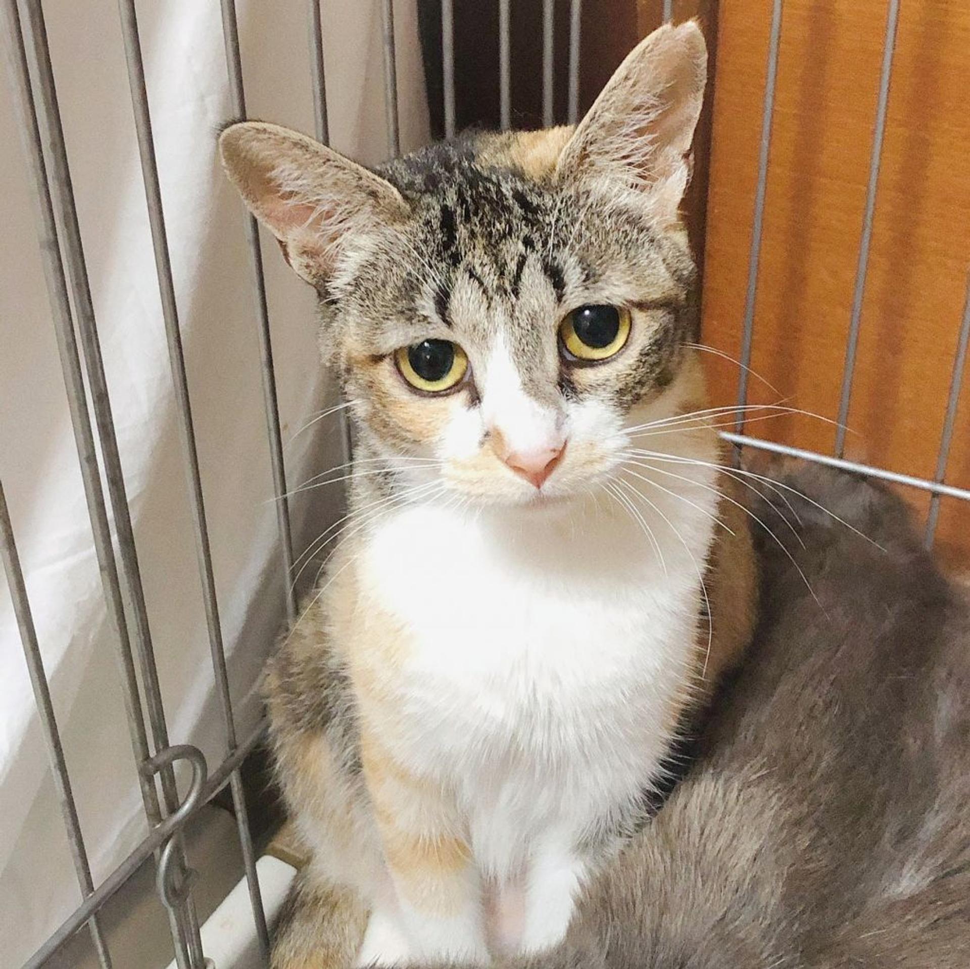 pet-image-5