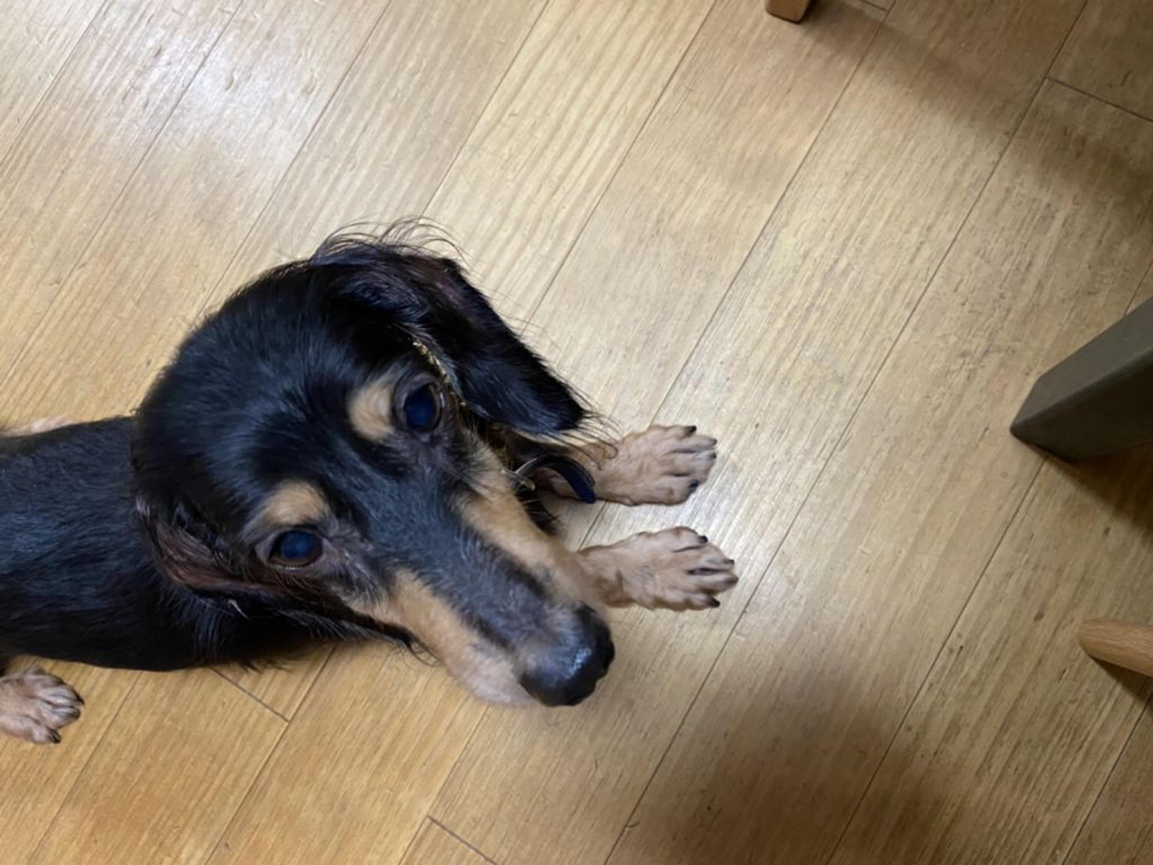 pet-image-2