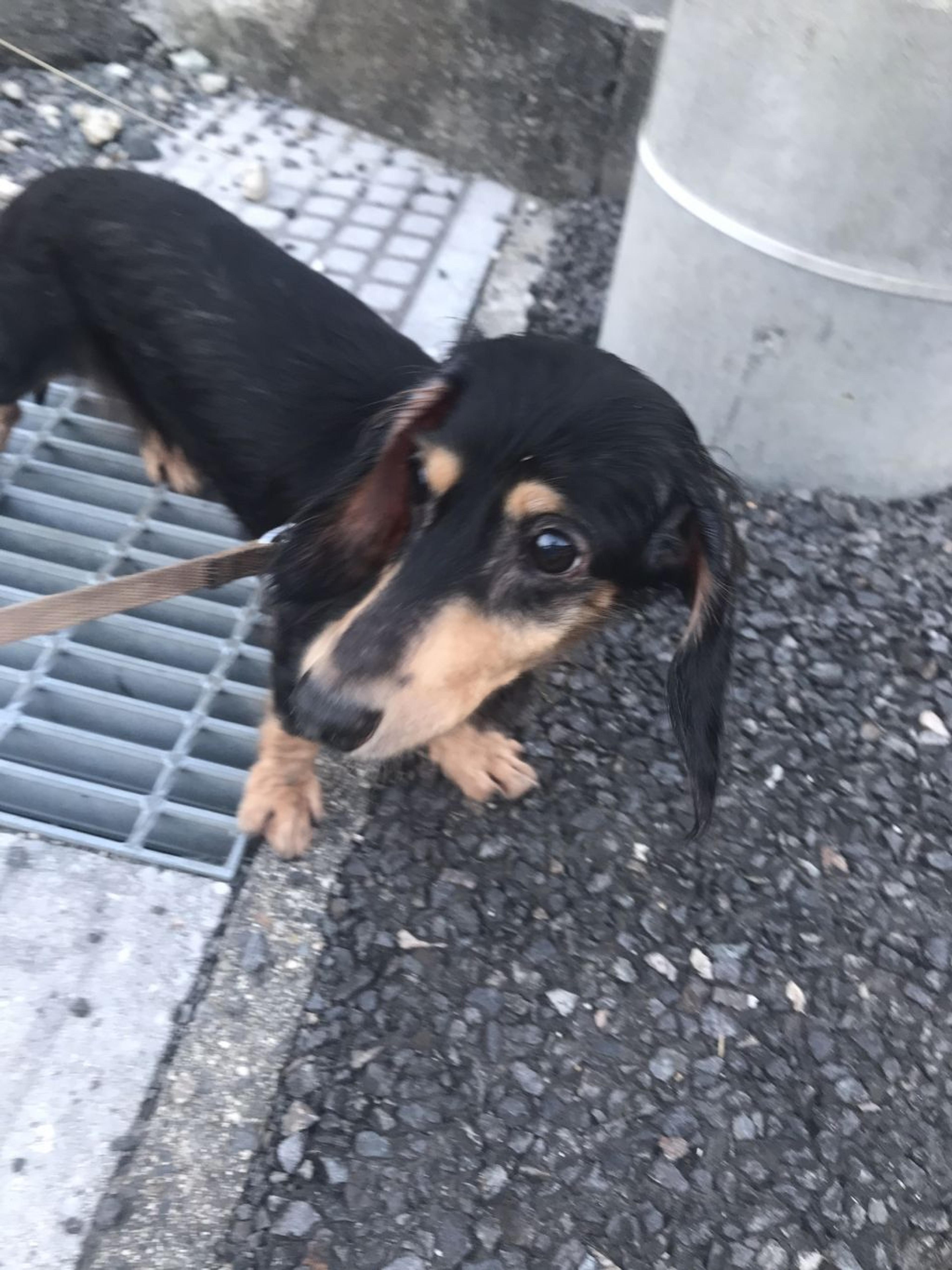 pet-image-3