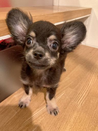 チャマ