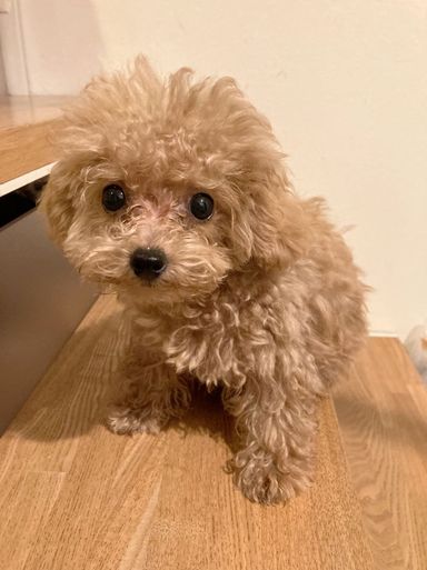 プー