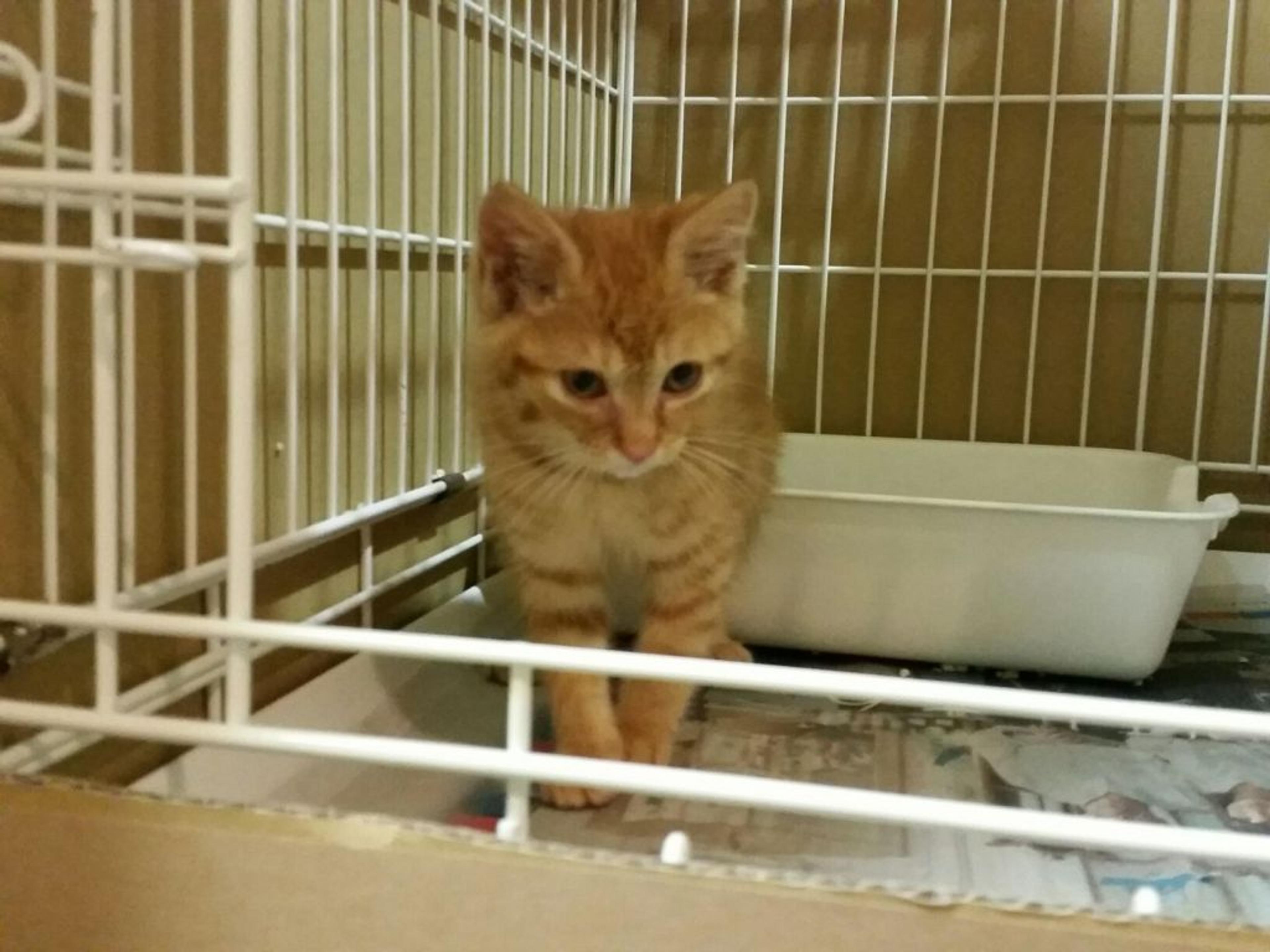 pet-image-3