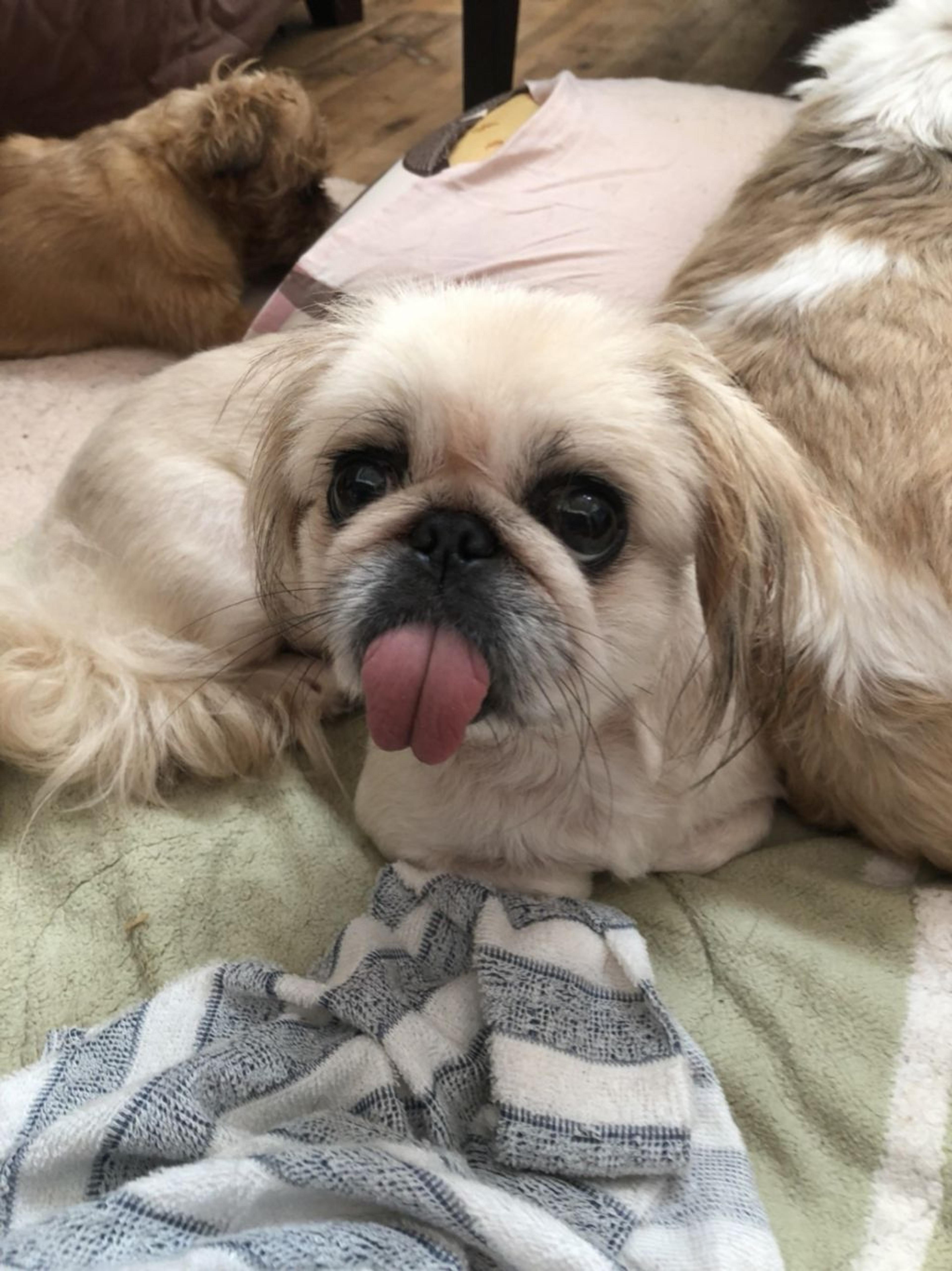 pet-image-2