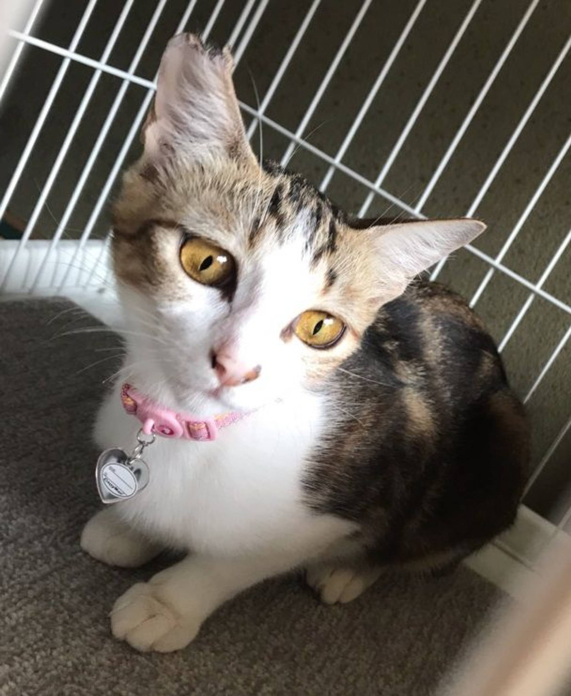 雑種（ミックス猫）・メスの里親募集の写真