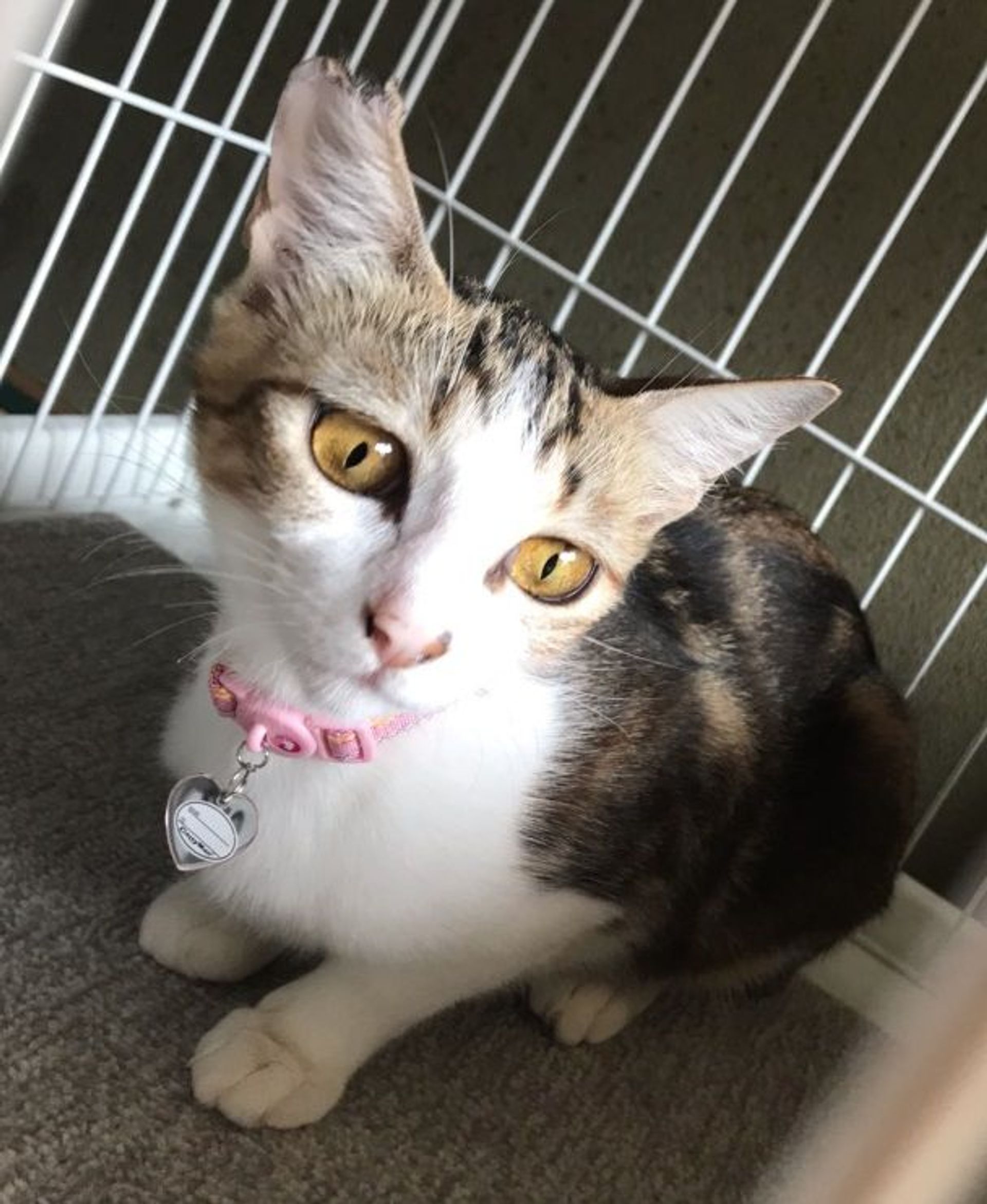 雑種（ミックス猫）・メスの里親募集の写真