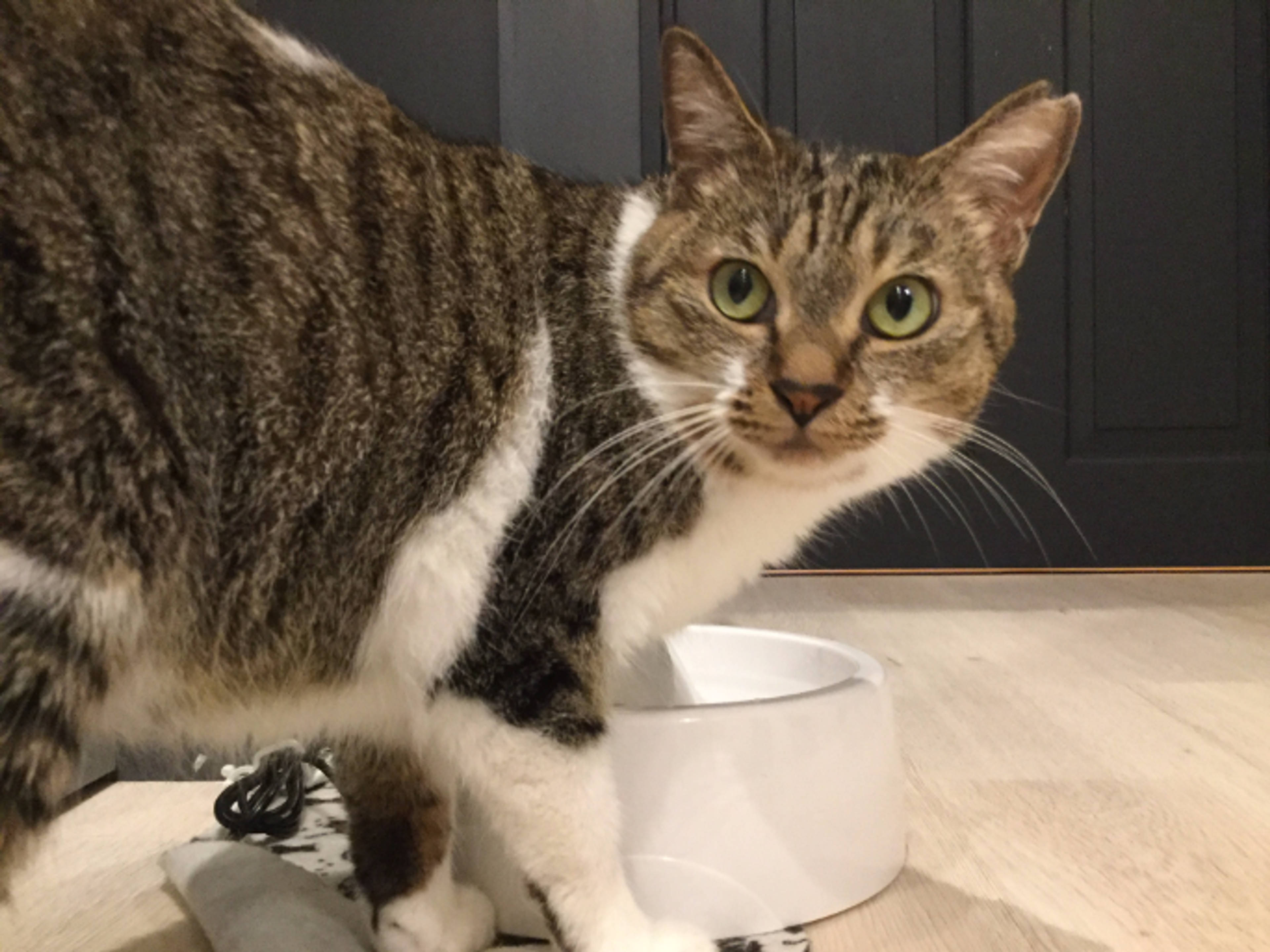 雑種（ミックス猫）・メスの里親募集の写真
