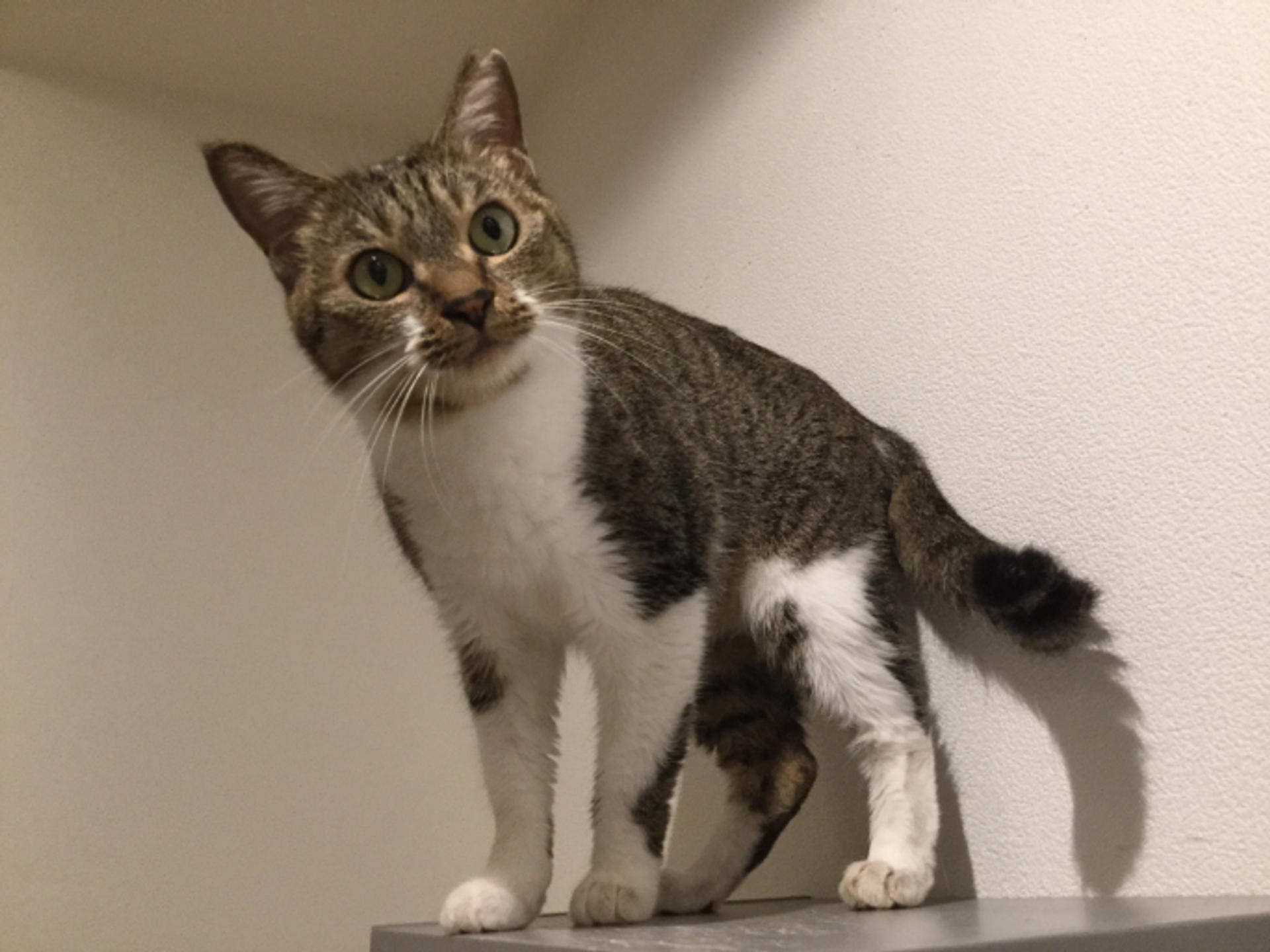 pet-image-2