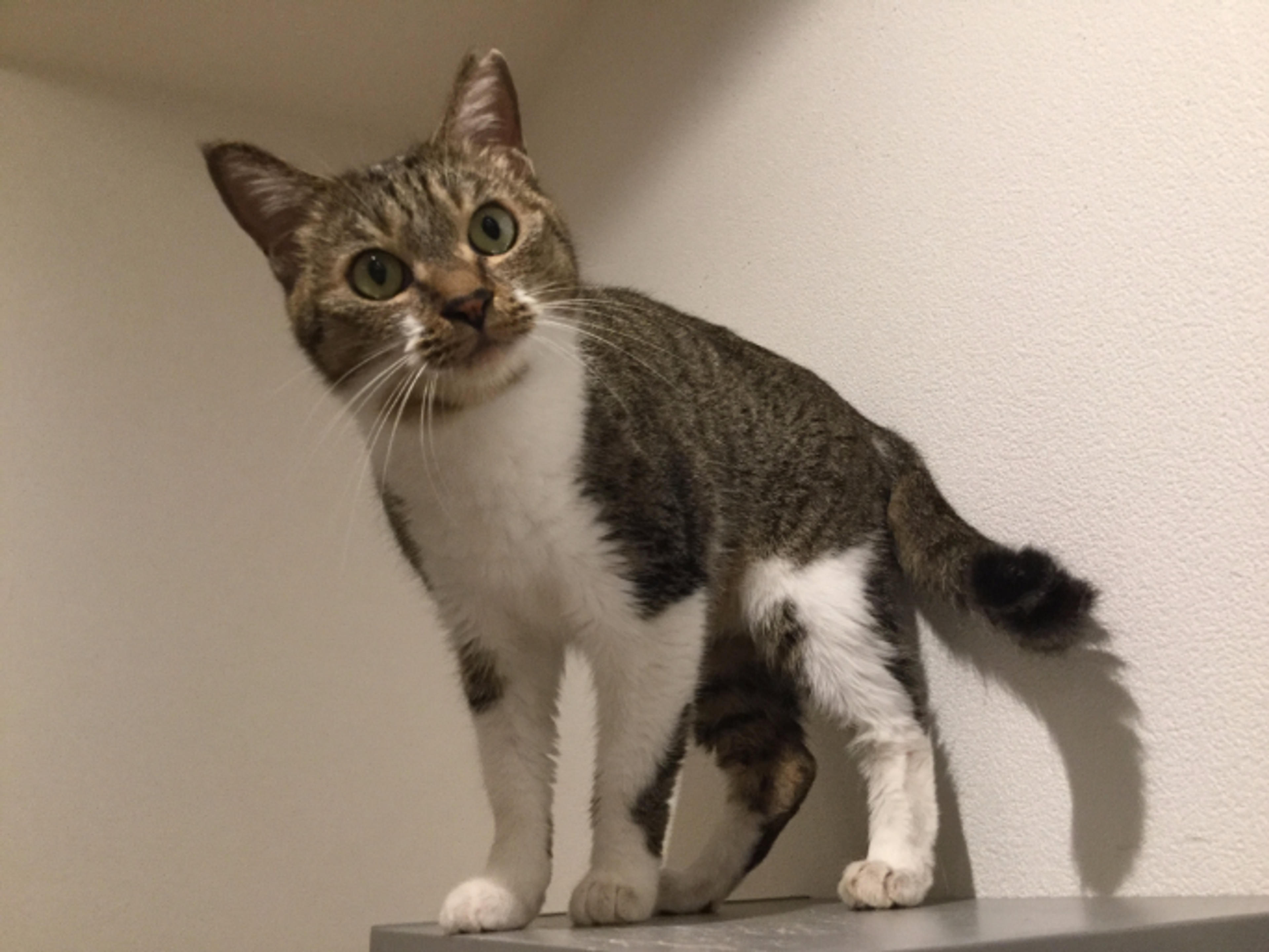 pet-image-2