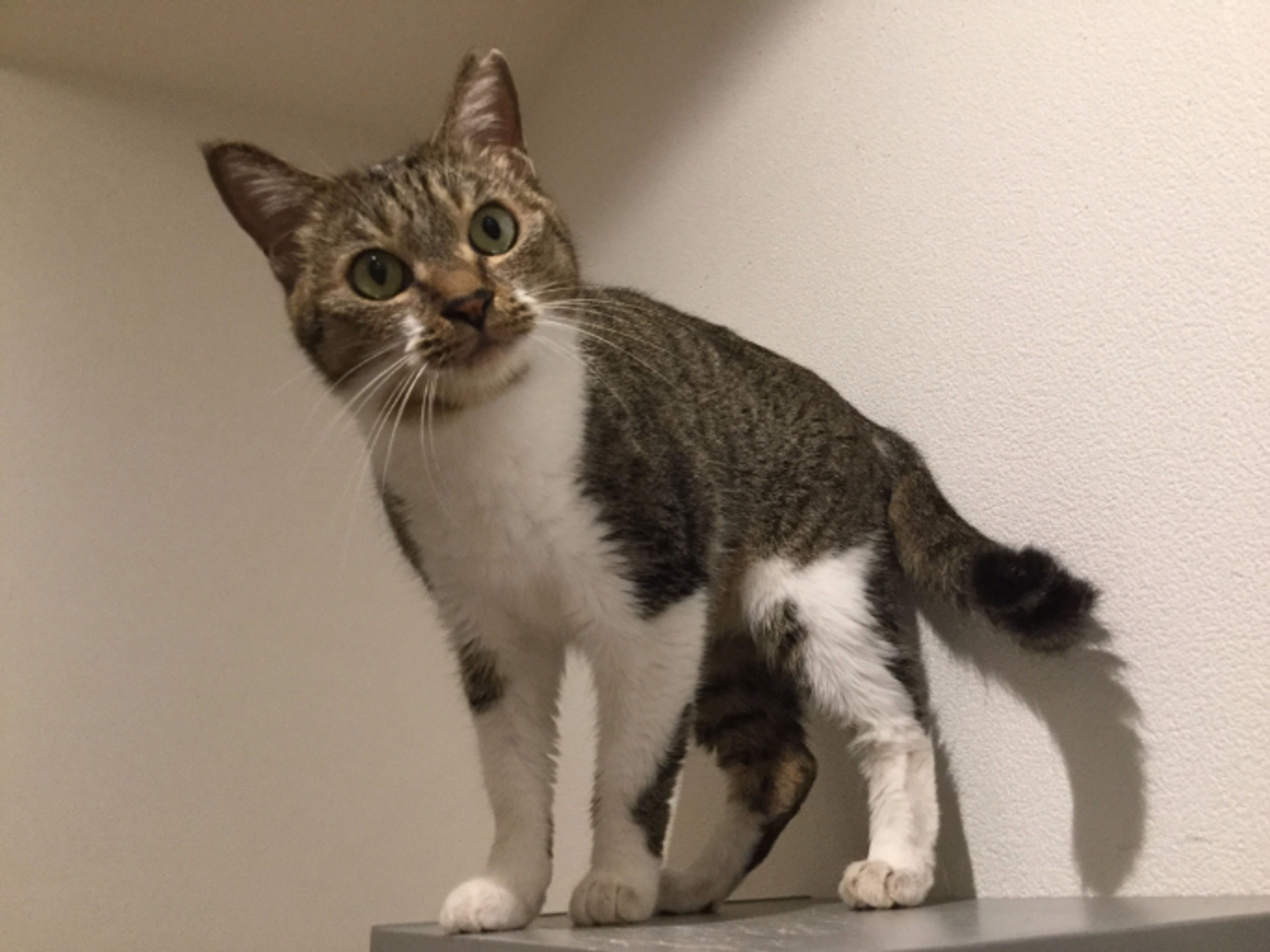 pet-image-2