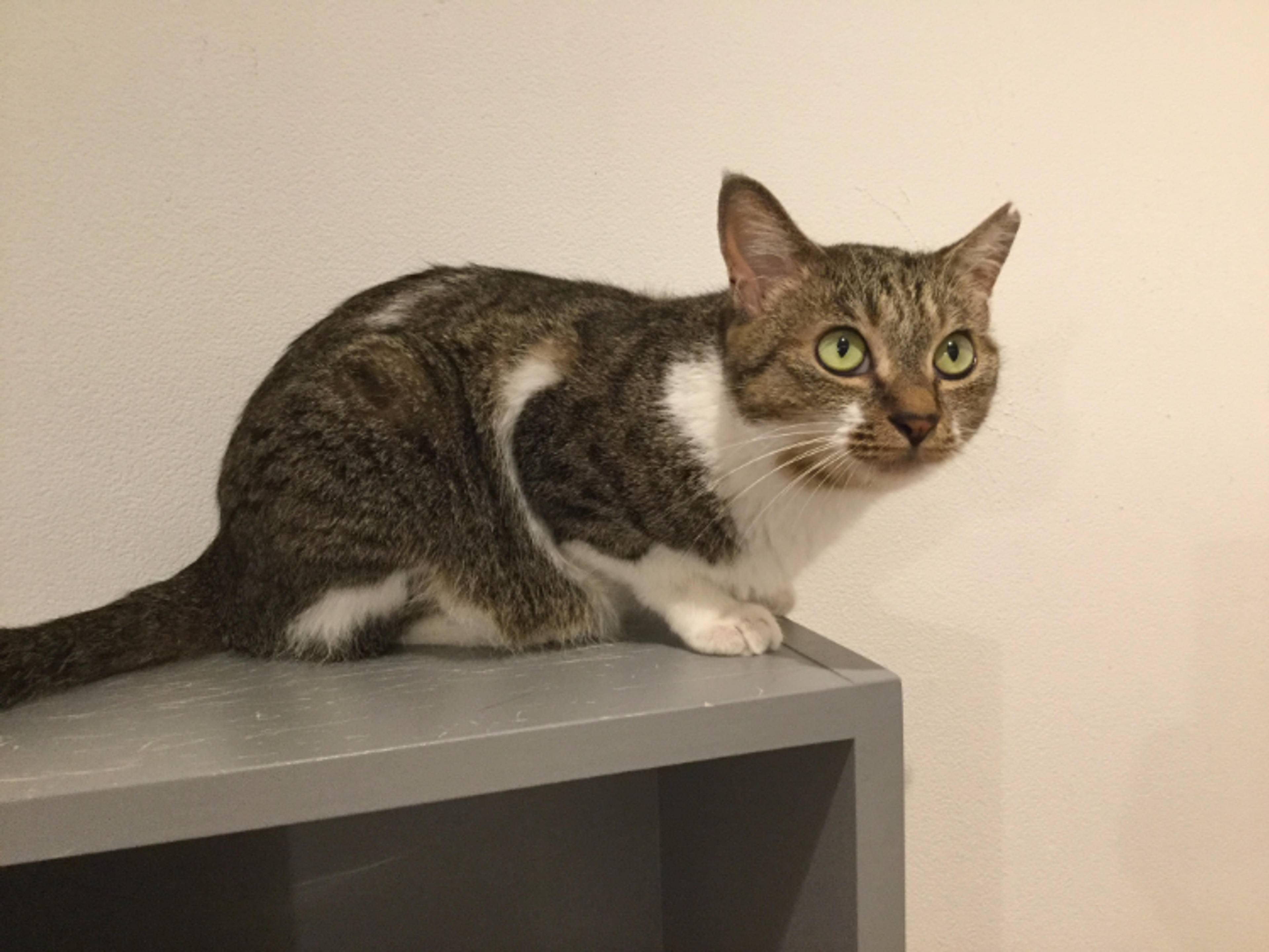 pet-image-3