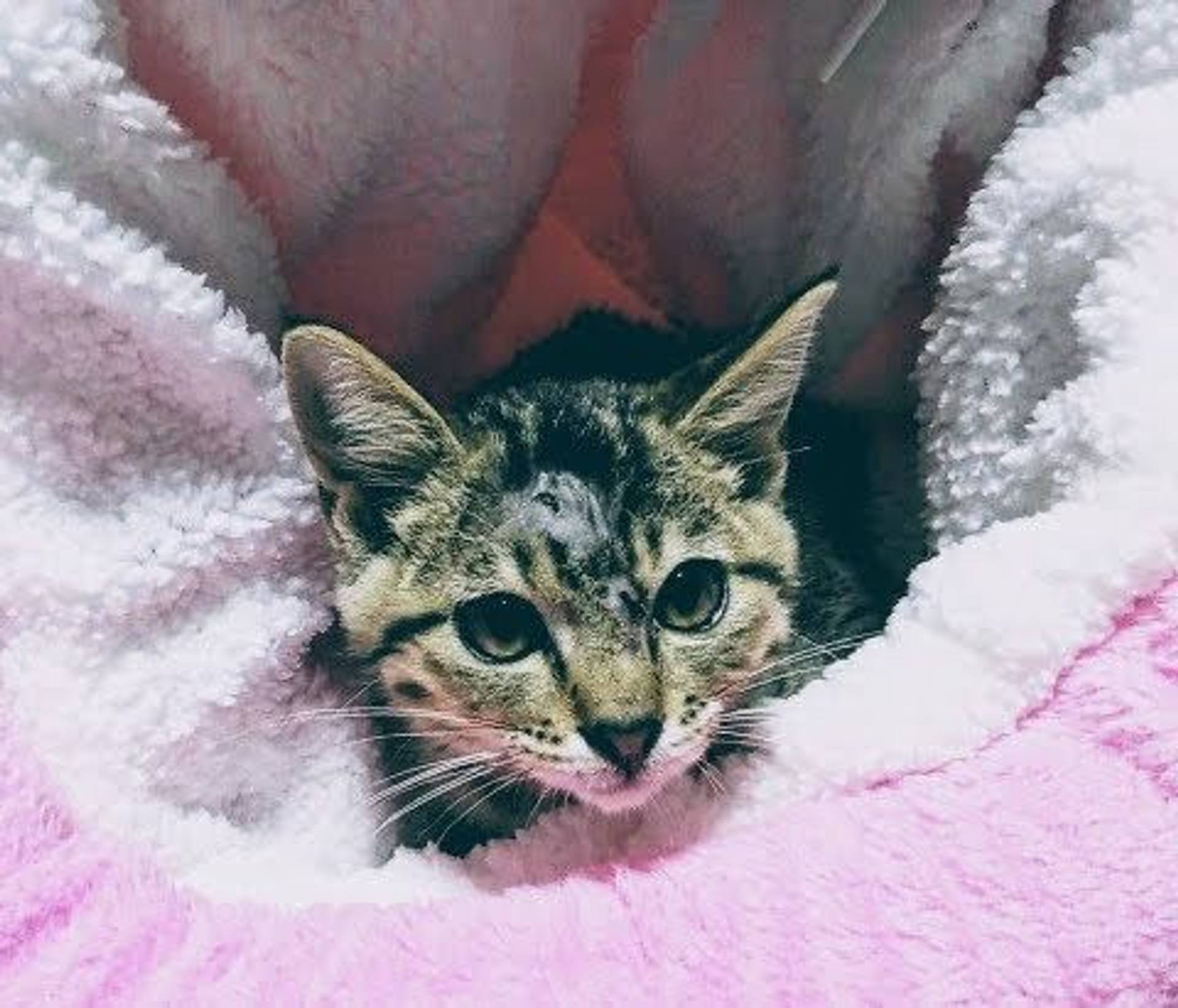 雑種（ミックス猫）・メスの里親募集の写真
