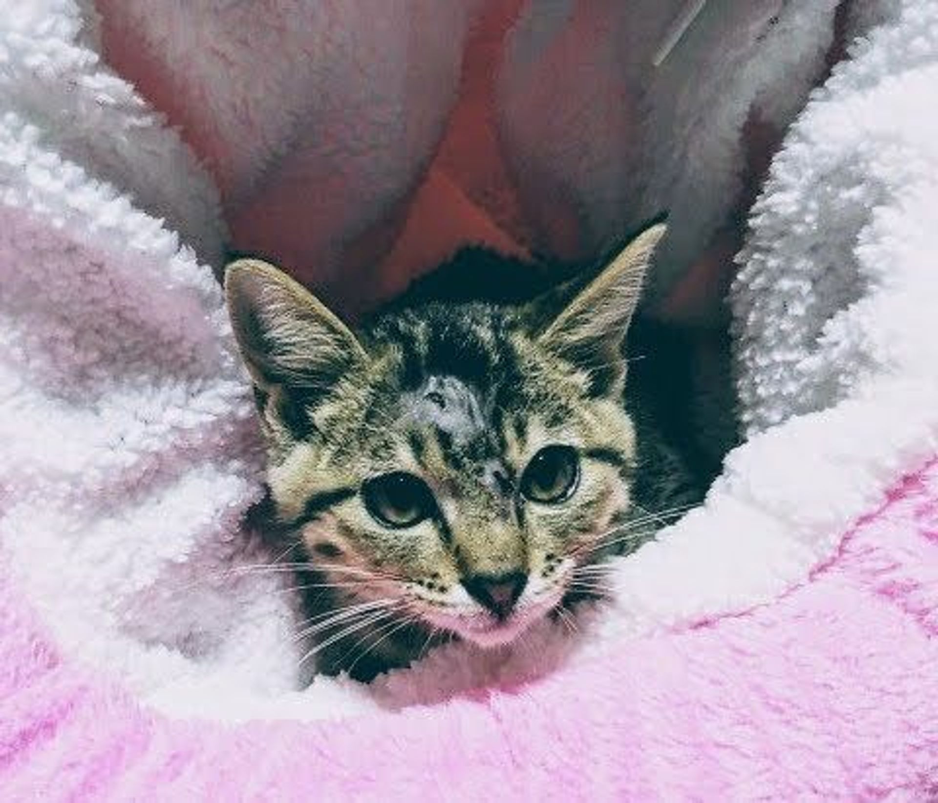 雑種（ミックス猫）・メスの里親募集の写真
