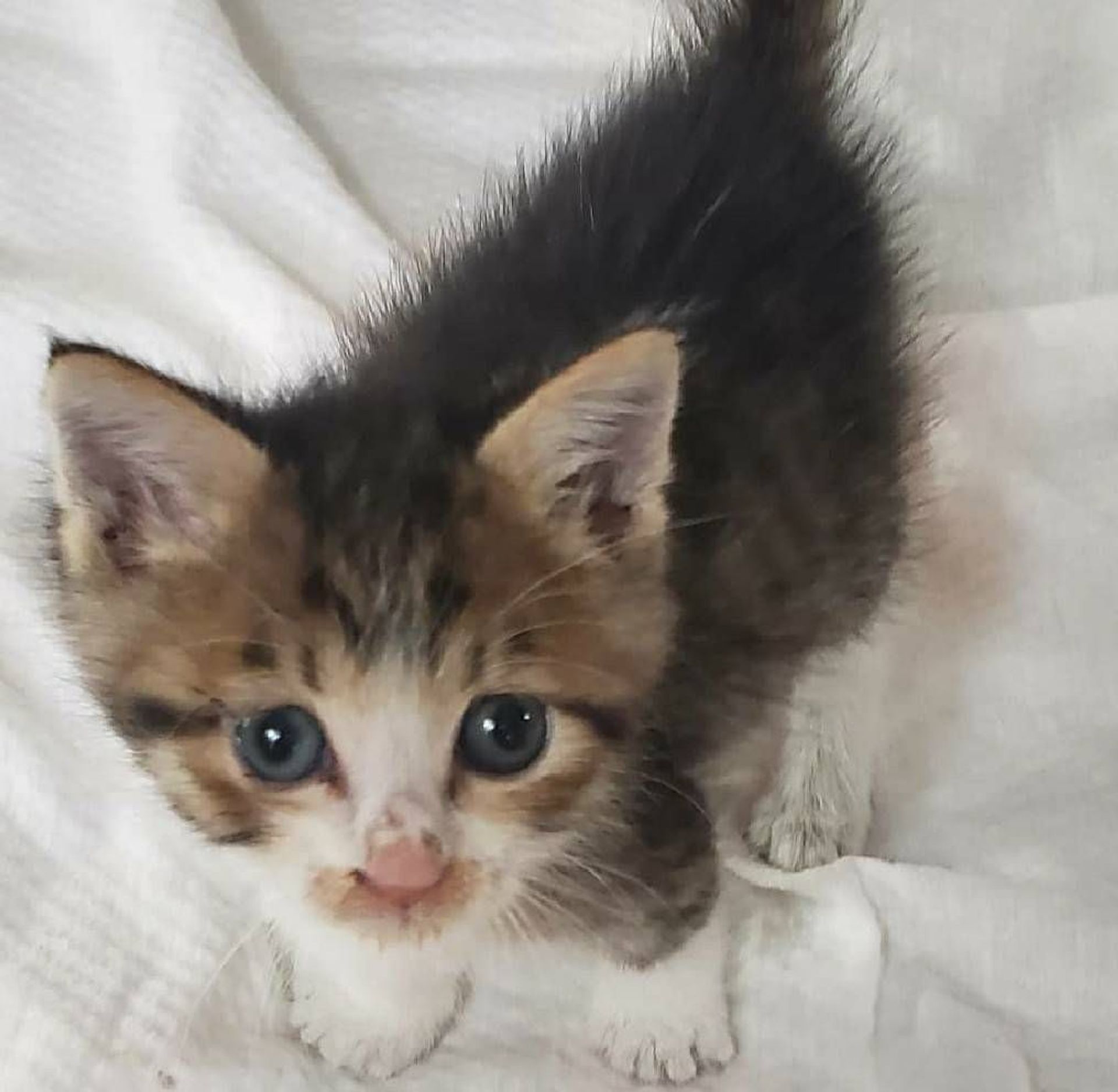 雑種（ミックス猫）・オスの里親募集の写真