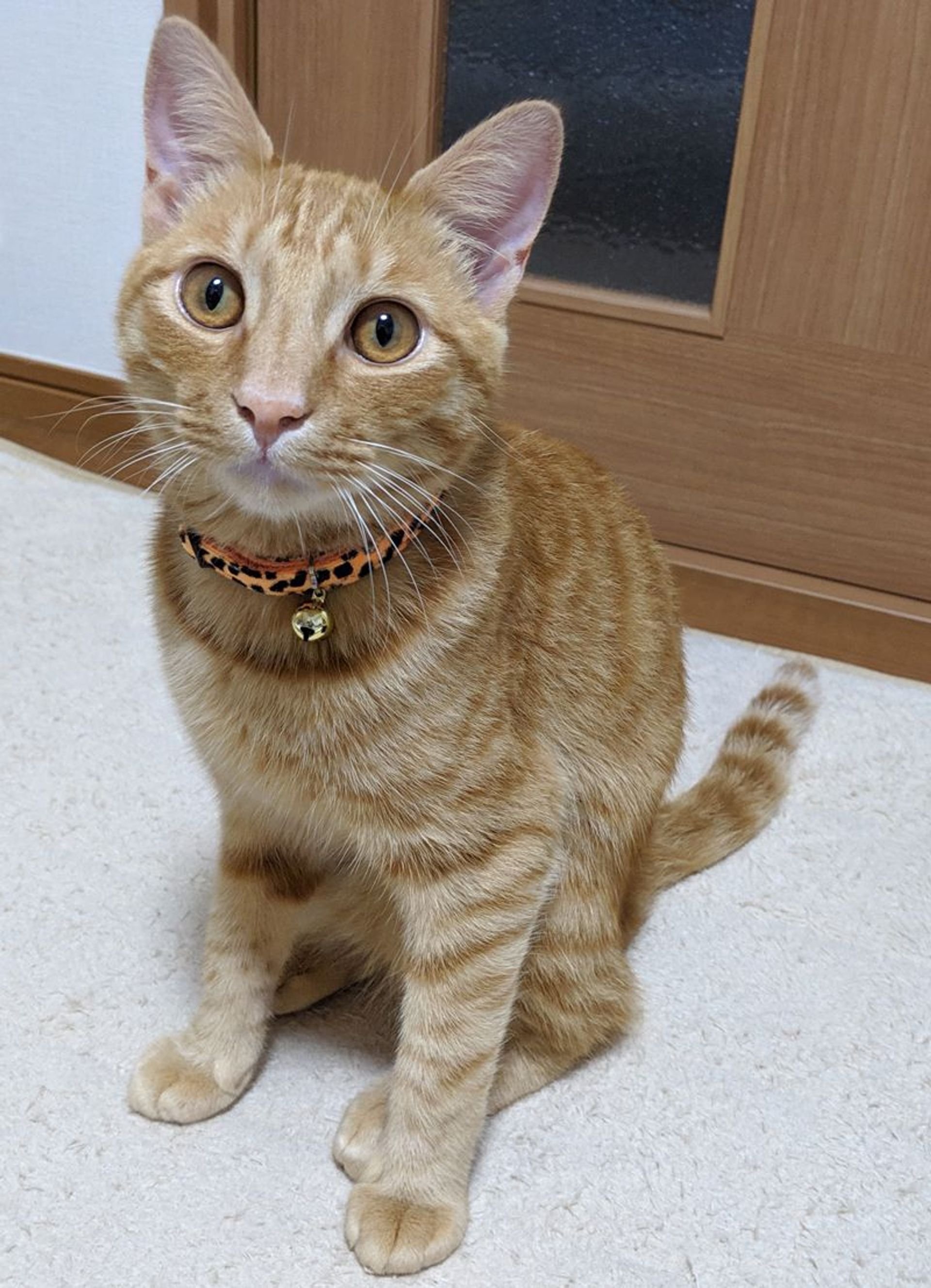 雑種（ミックス猫）・オスの里親募集の写真