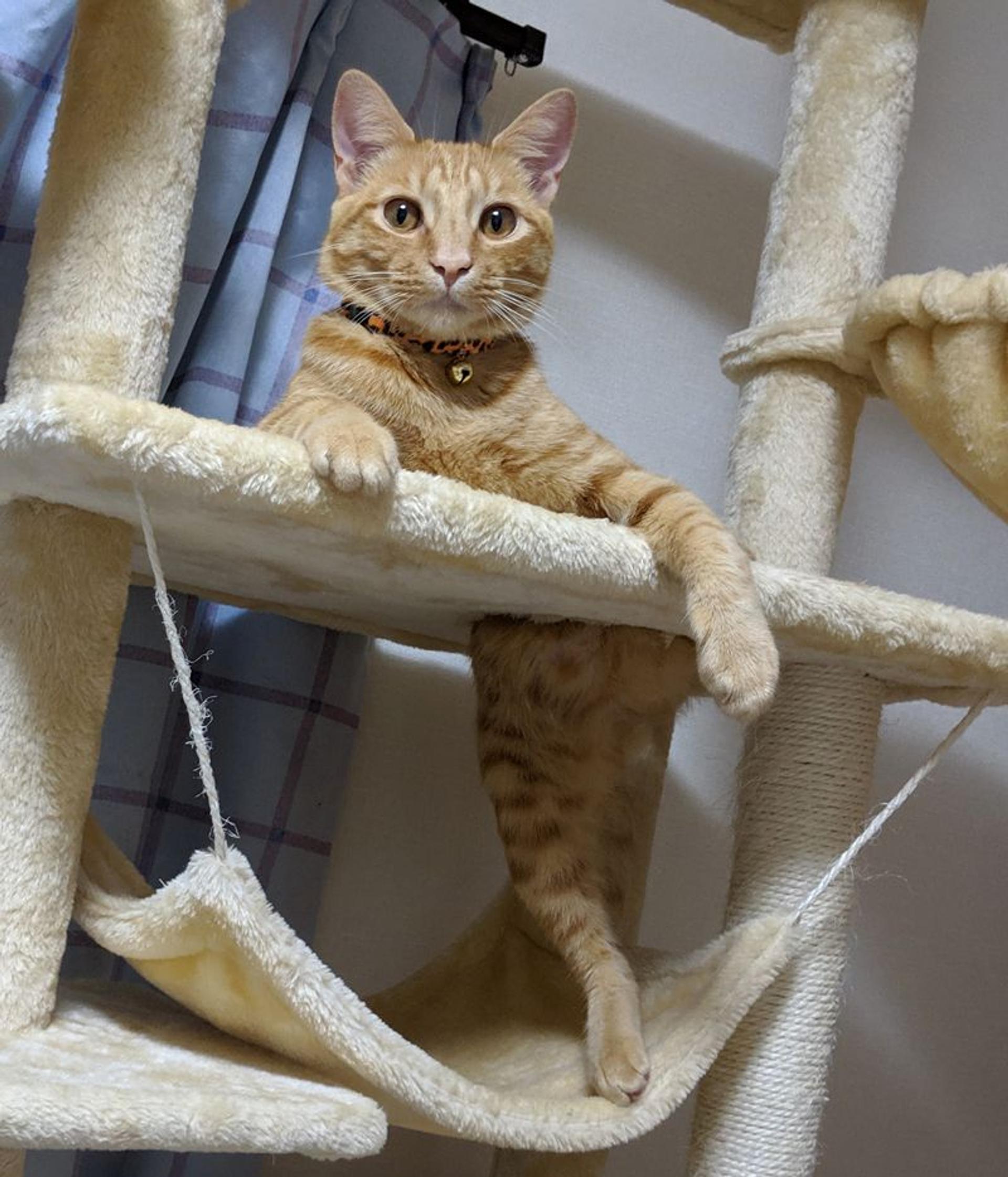 pet-image-2