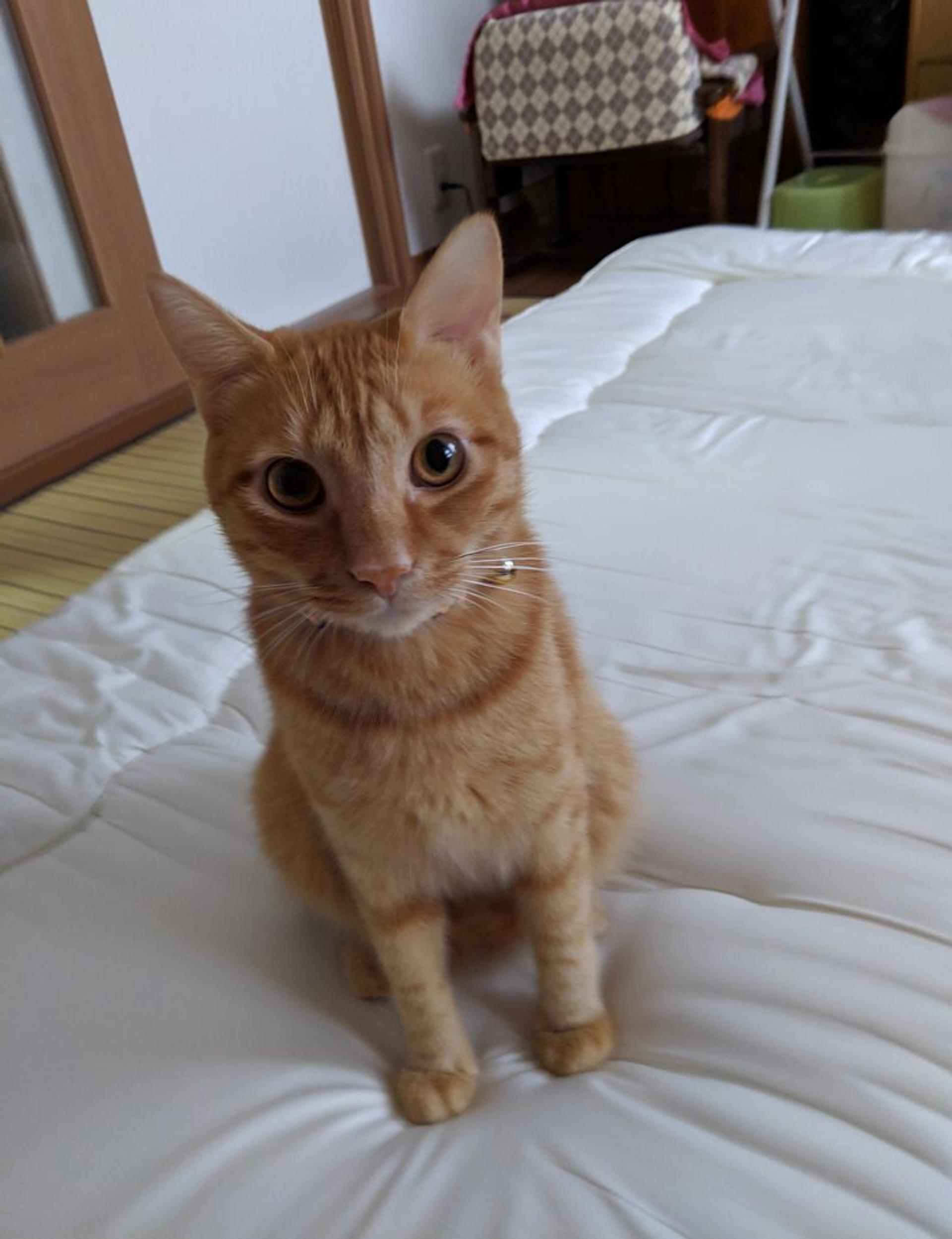 pet-image-6