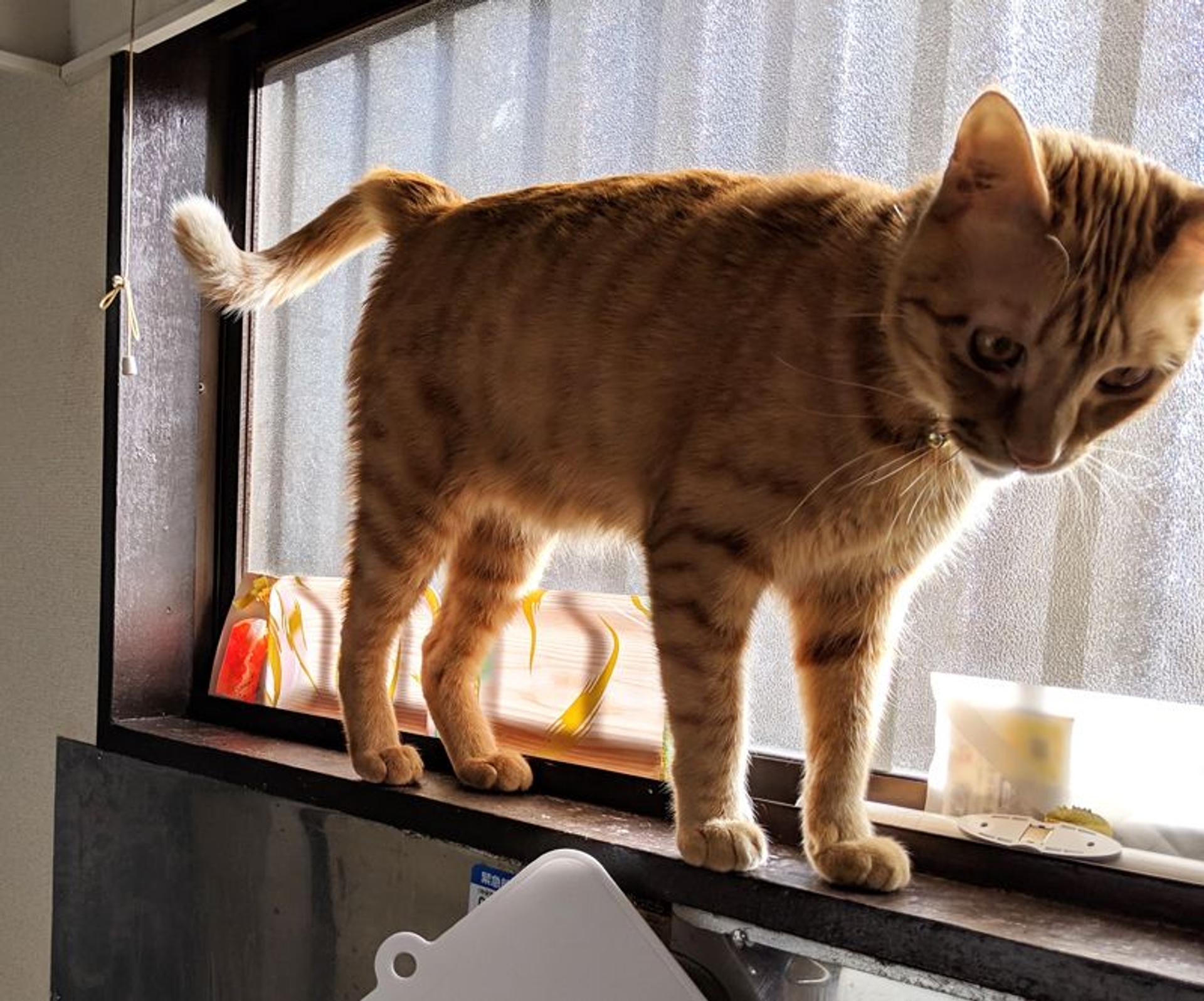 pet-image-8
