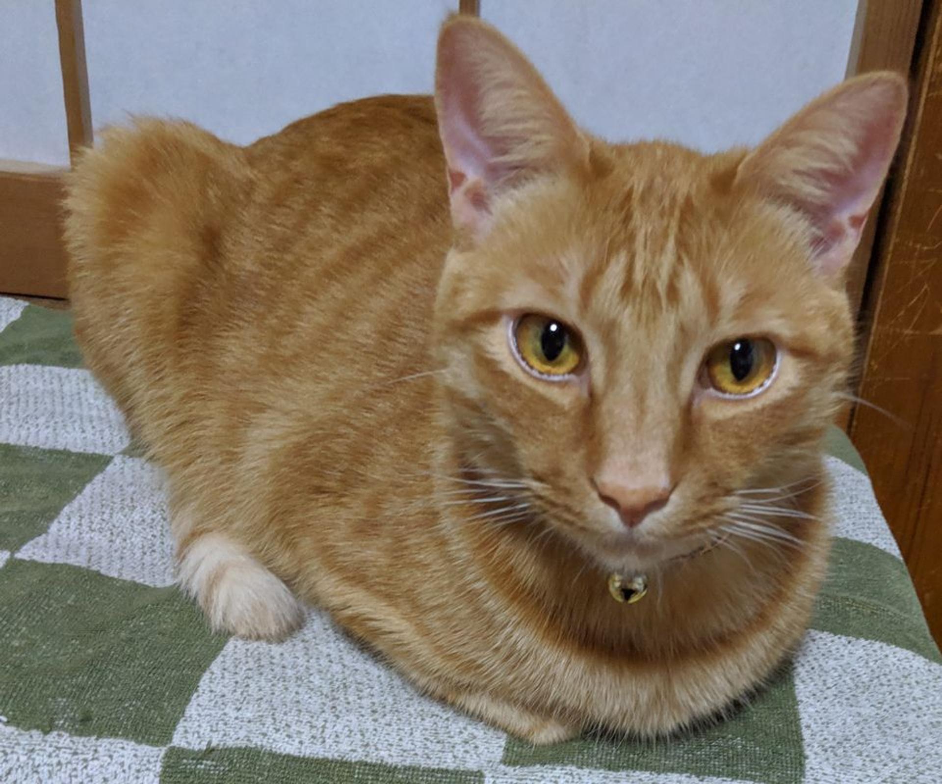 pet-image-10