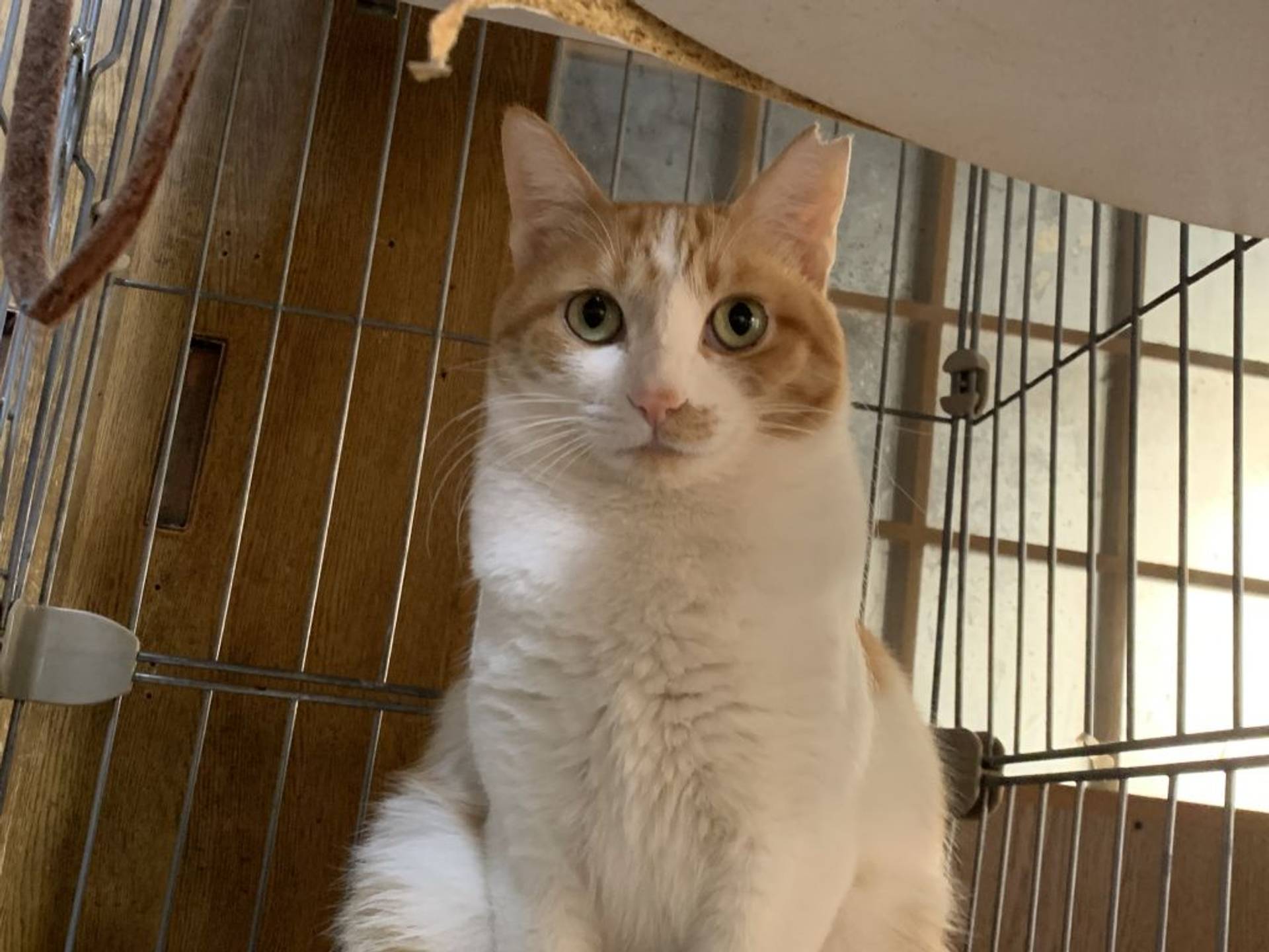 雑種（ミックス猫）・メスの里親募集の写真