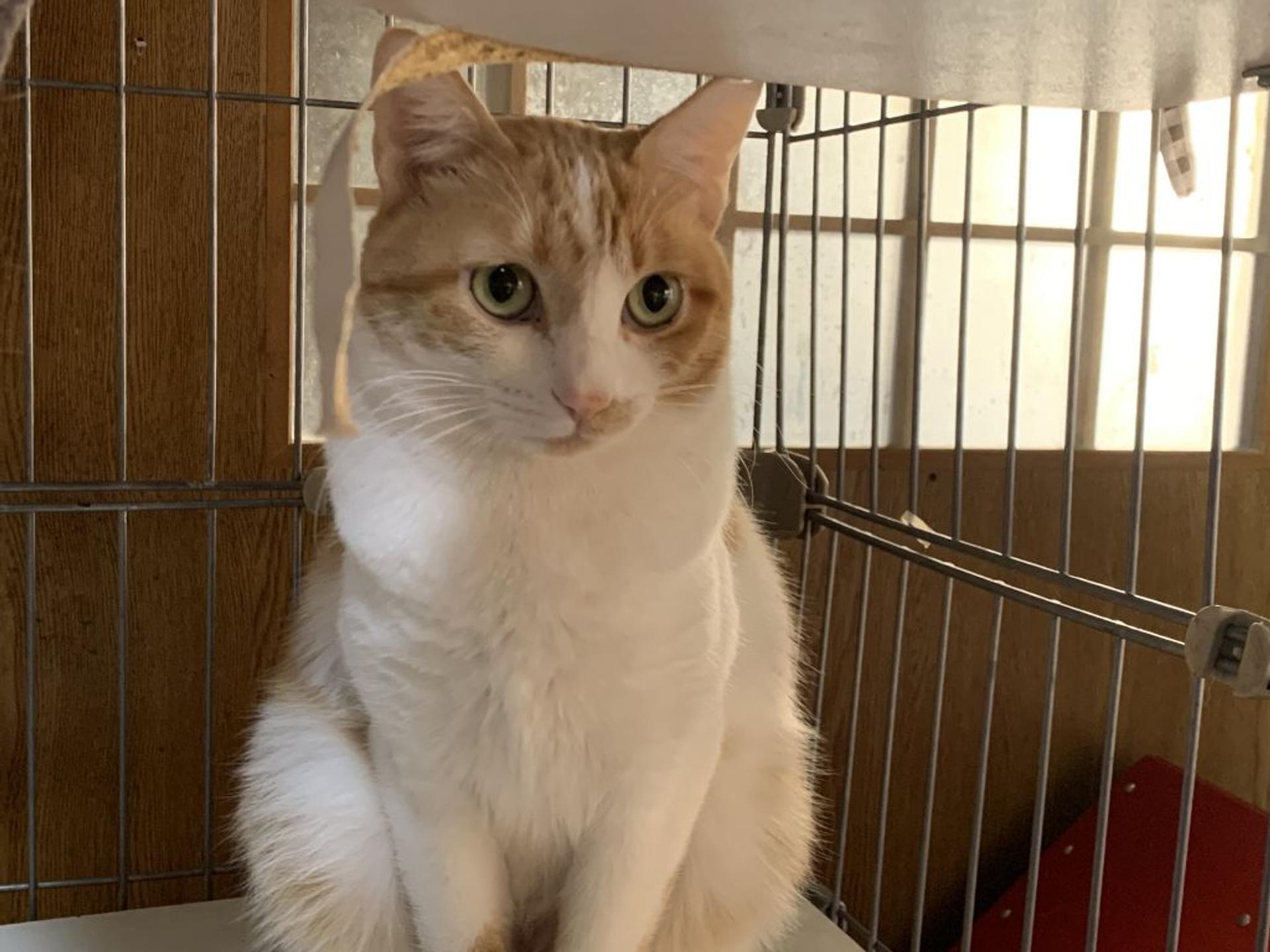 pet-image-2