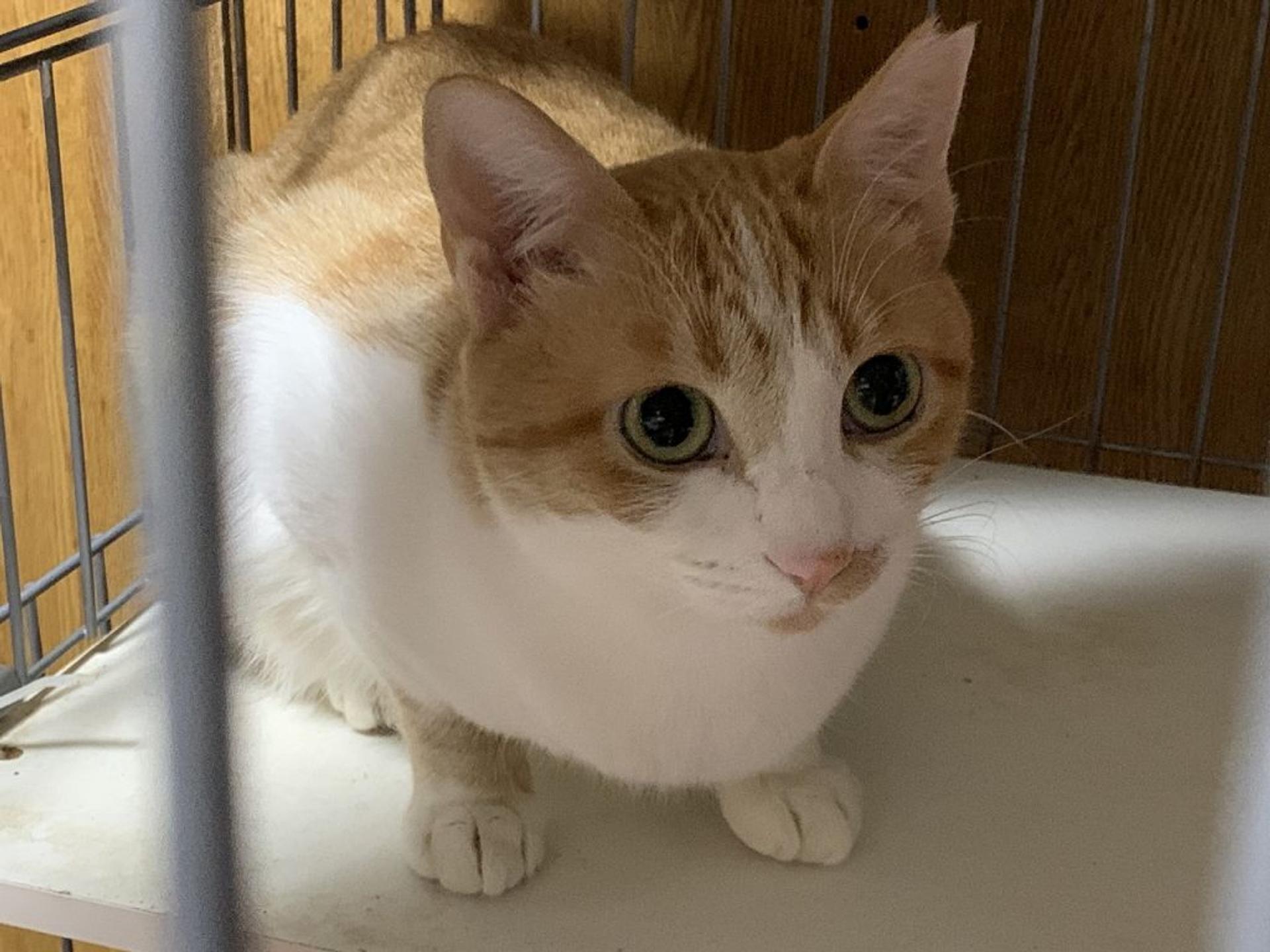 pet-image-3