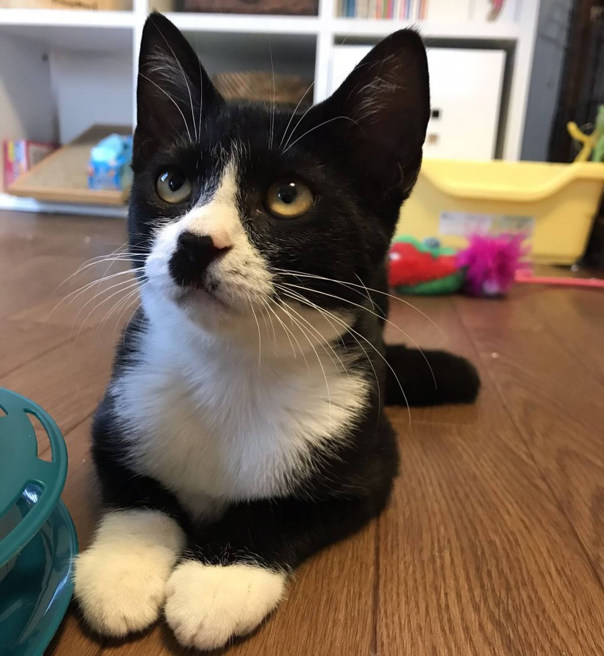 雑種（ミックス猫）・メスの里親募集の写真