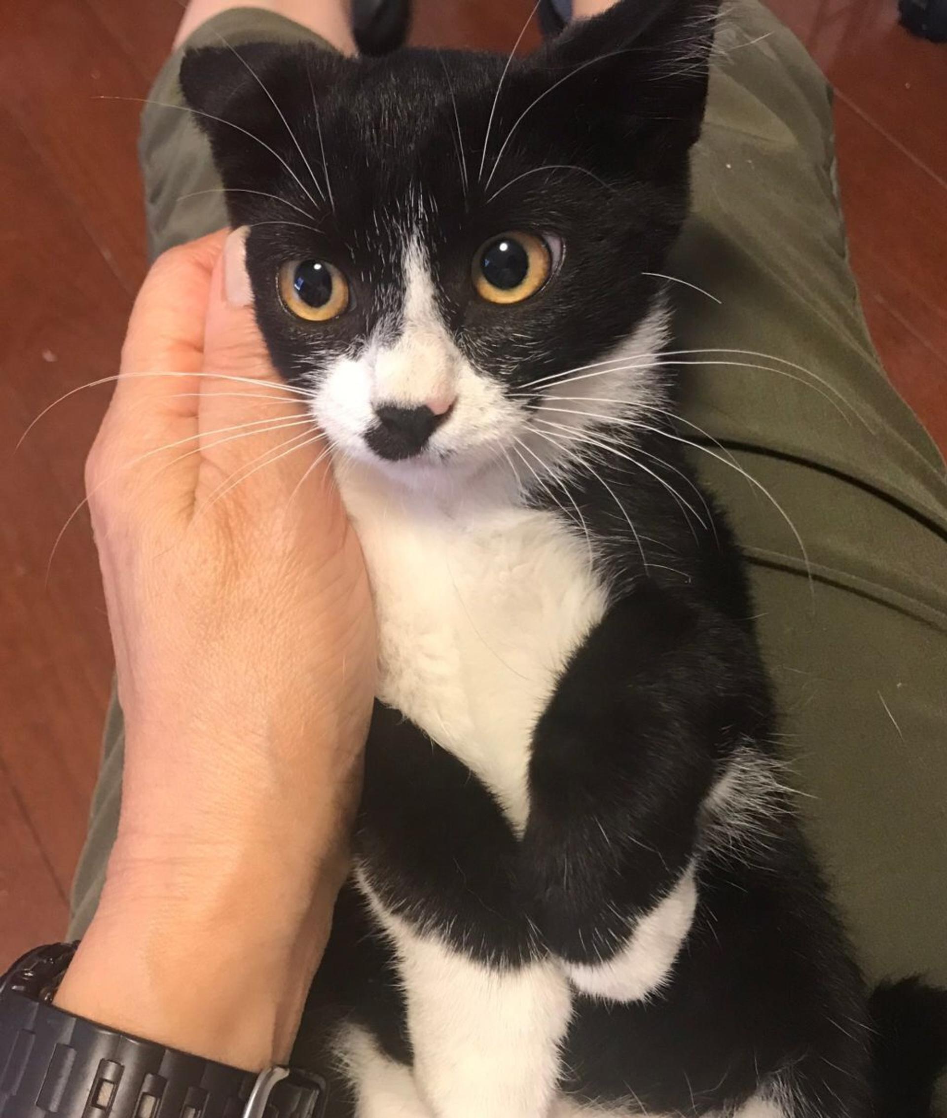 pet-image-4