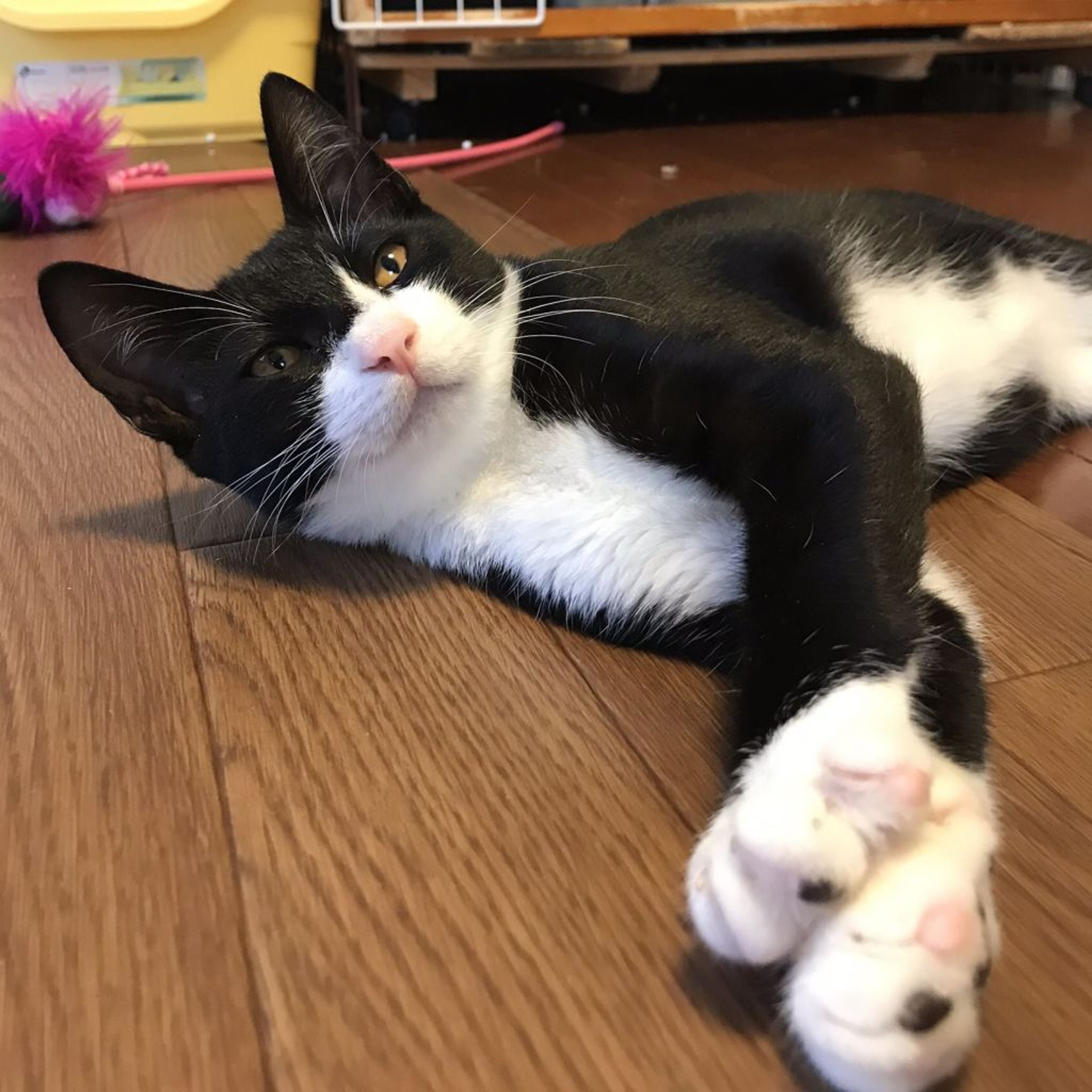 pet-image-2