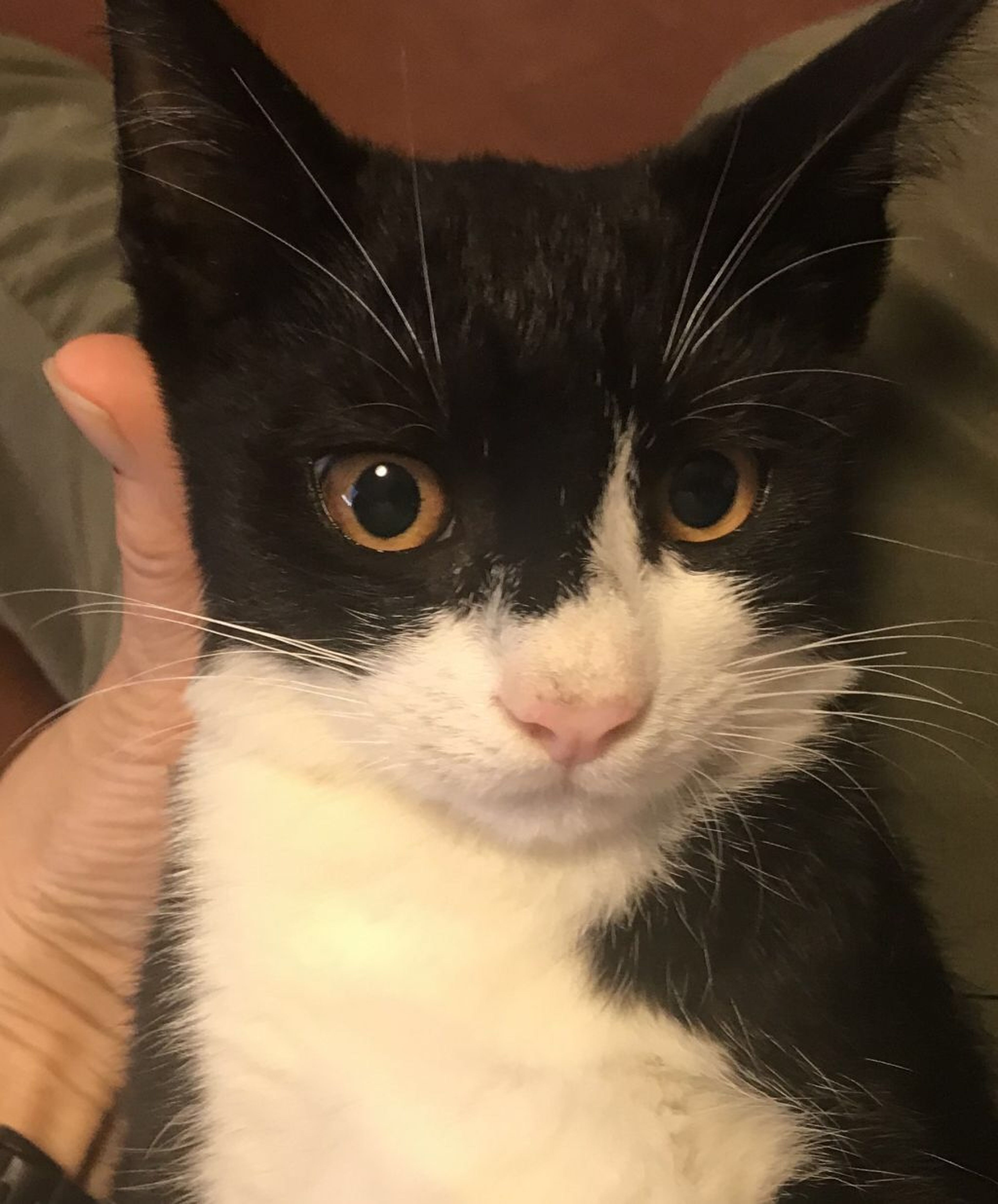 pet-image-3