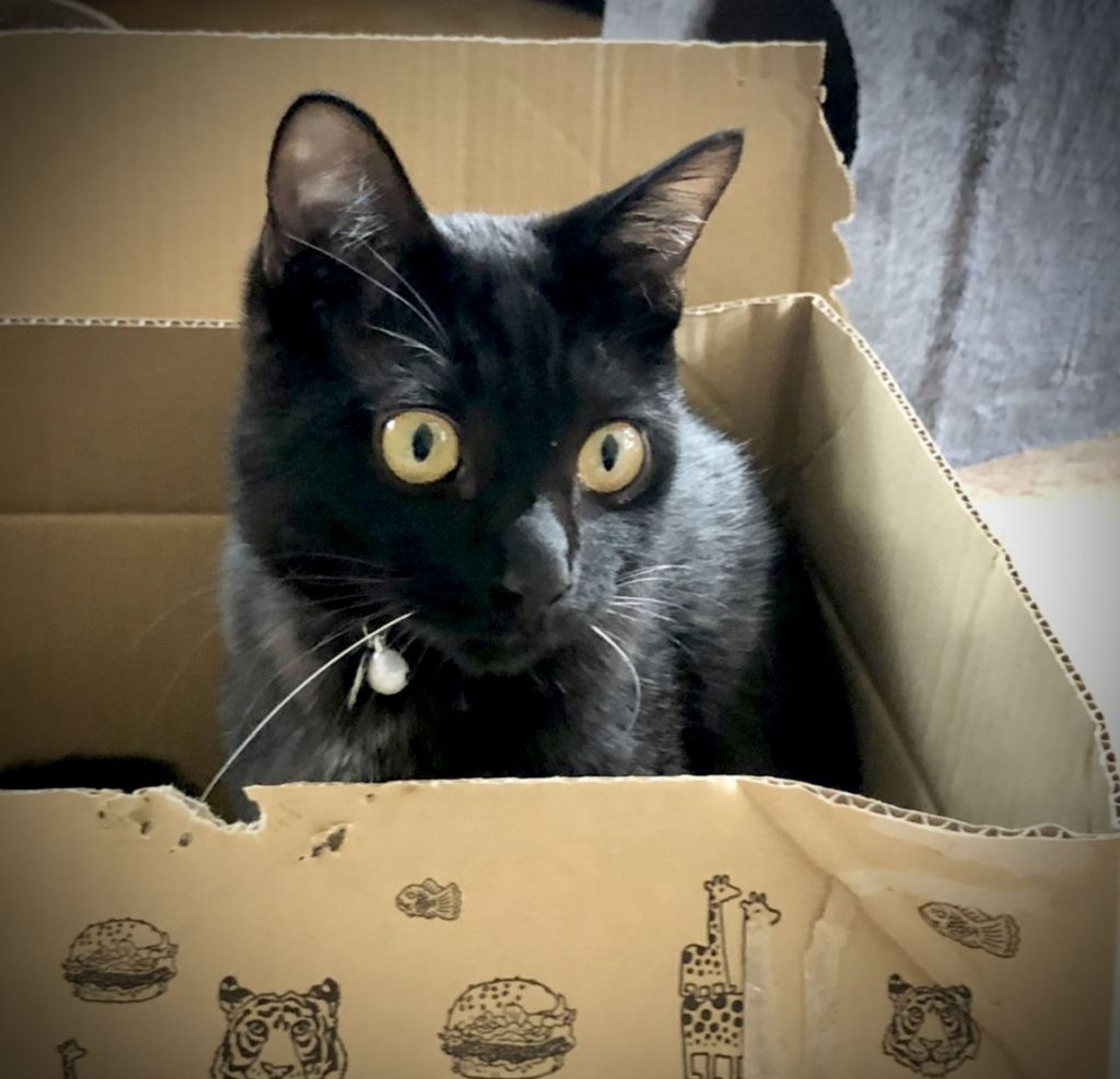 雑種（ミックス猫）・オスの里親募集の写真