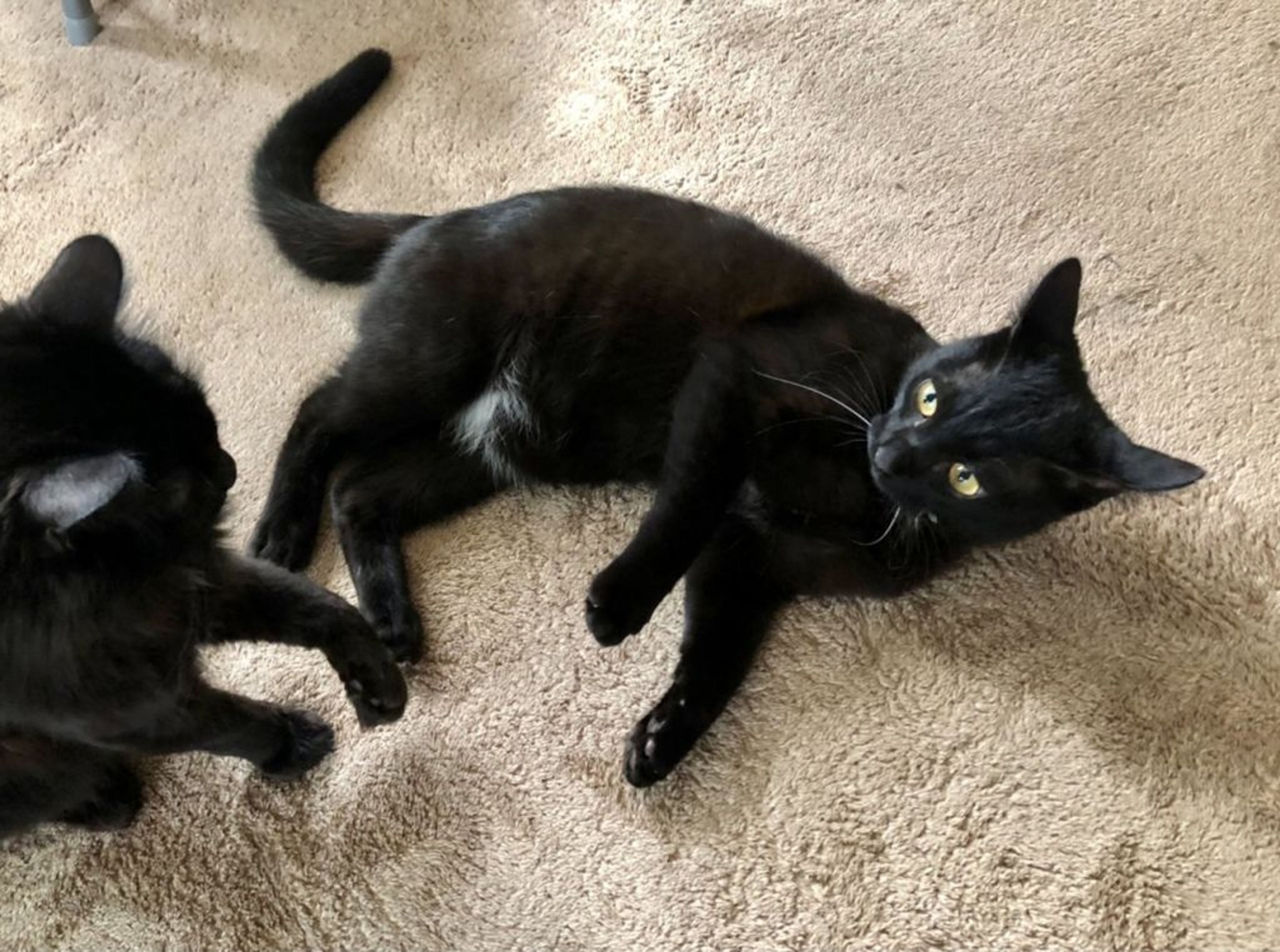 pet-image-2