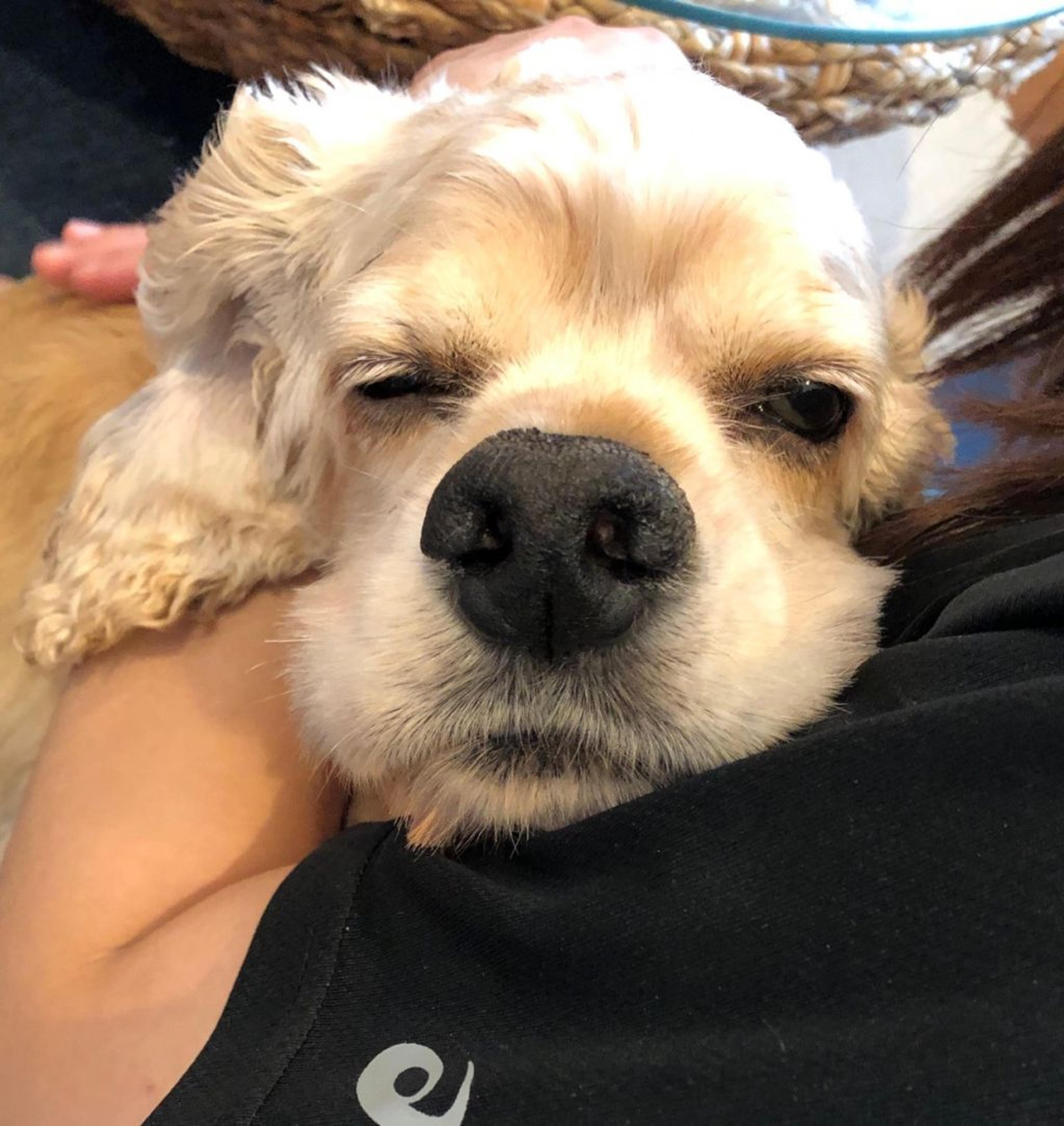 pet-image-4