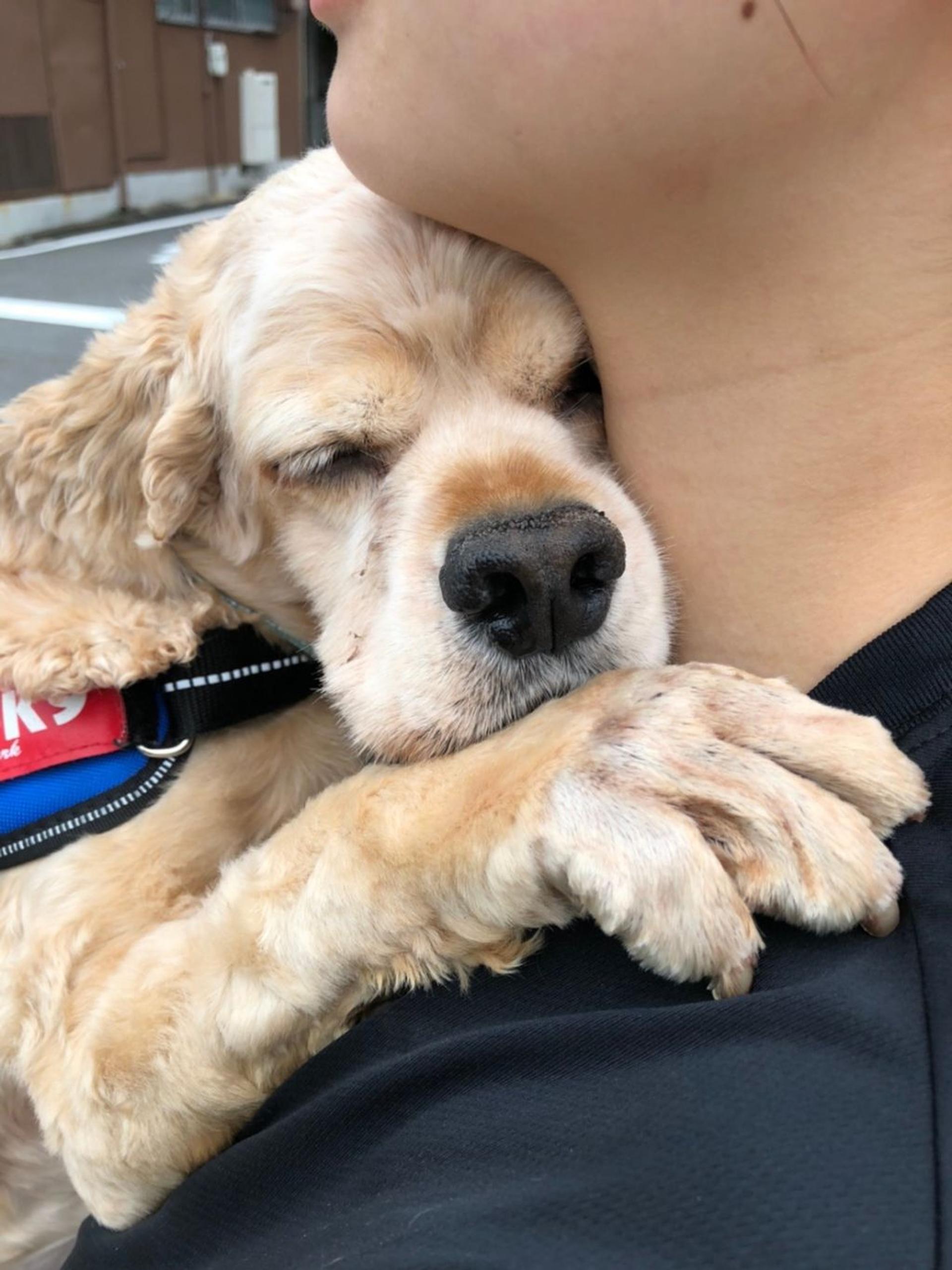 pet-image-8