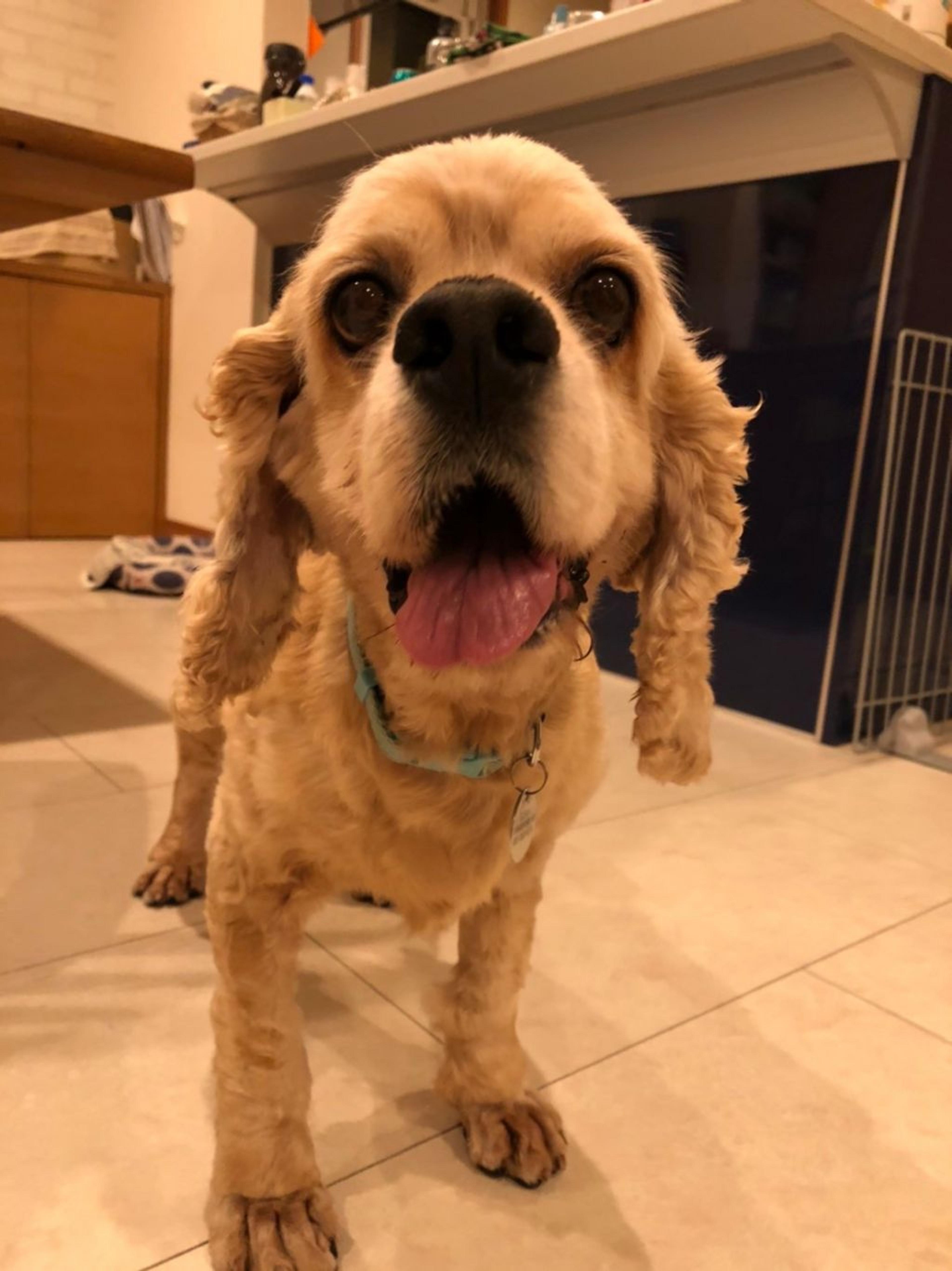 pet-image-9