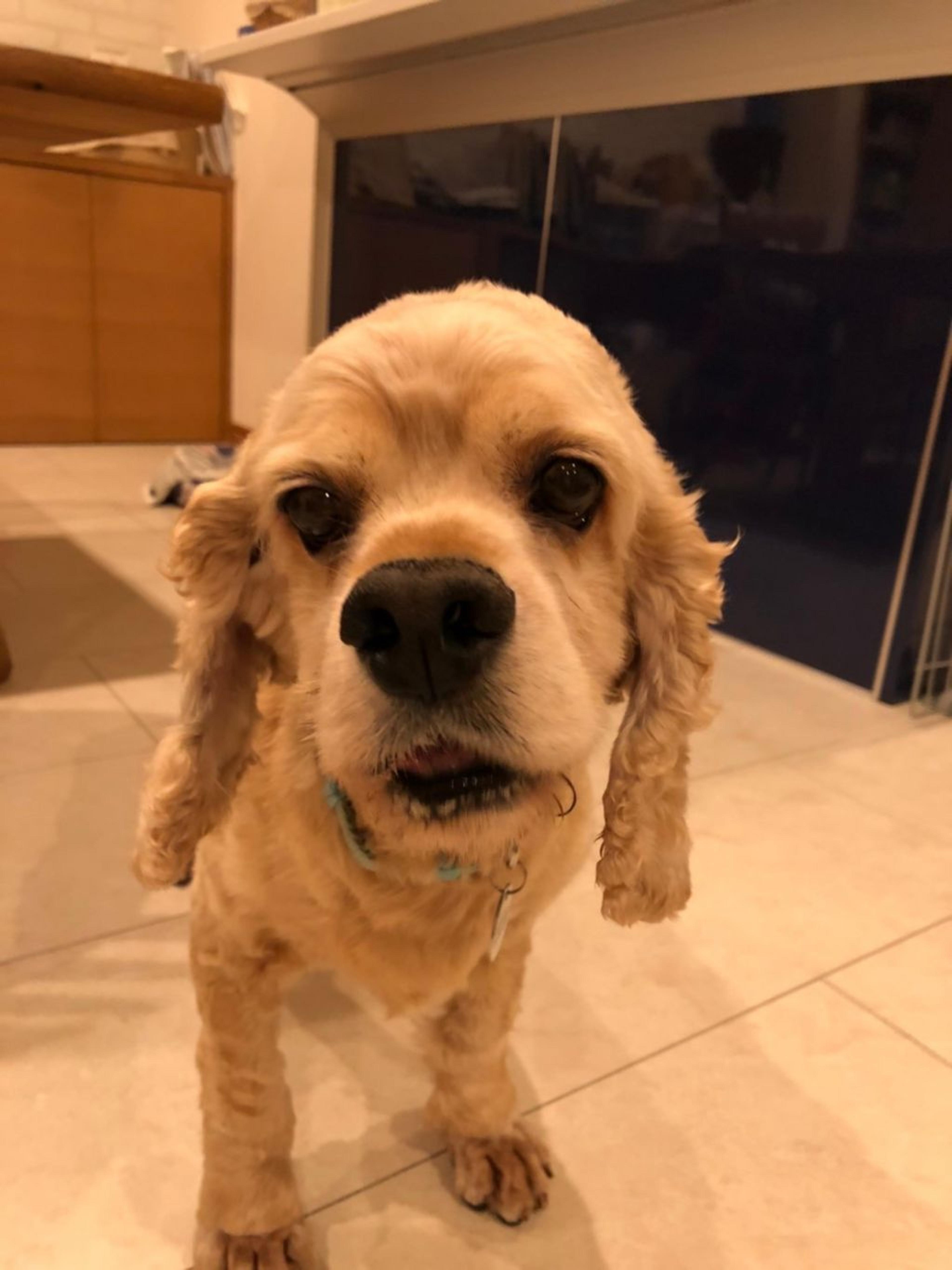 pet-image-10