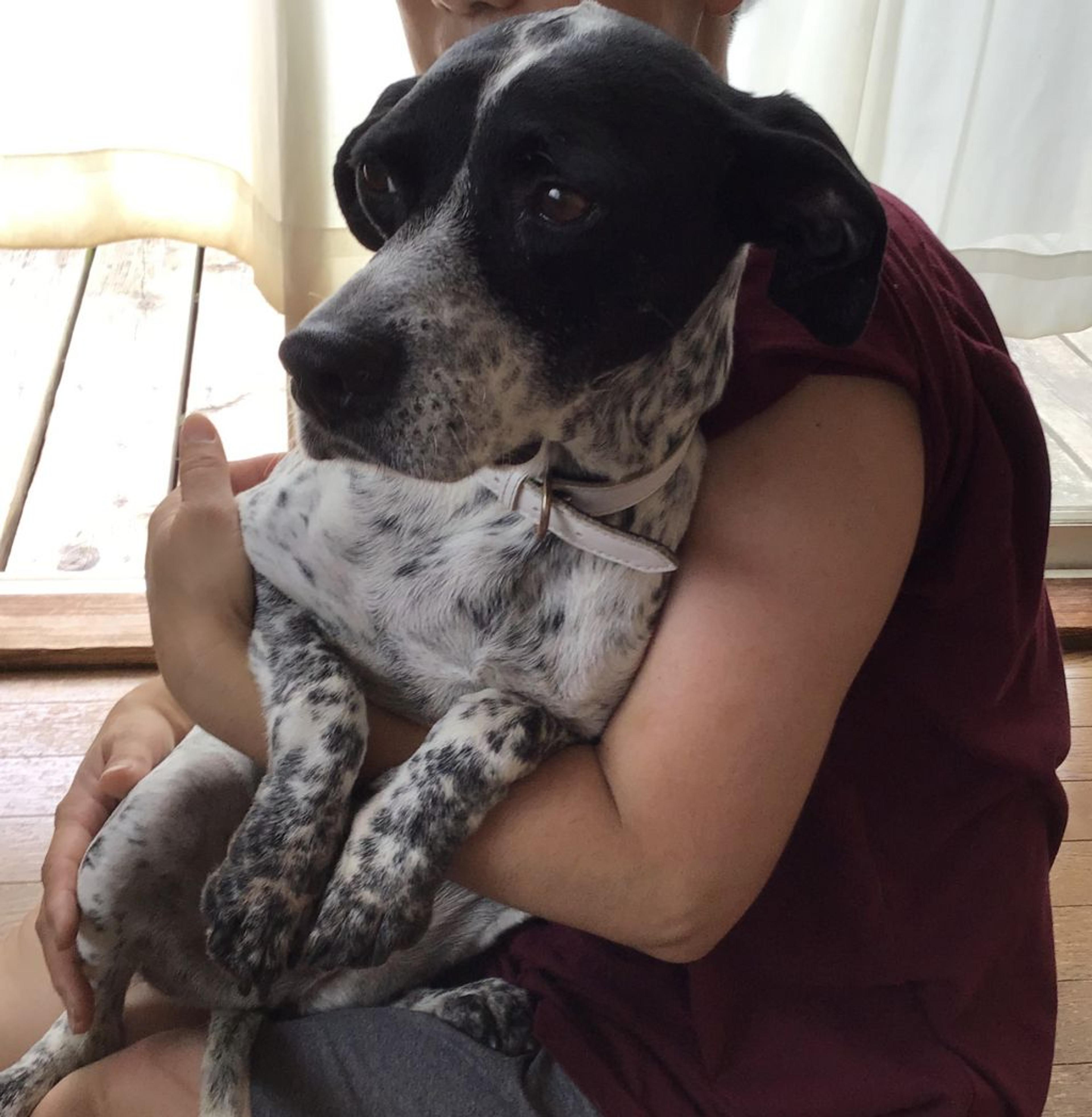 pet-image-2