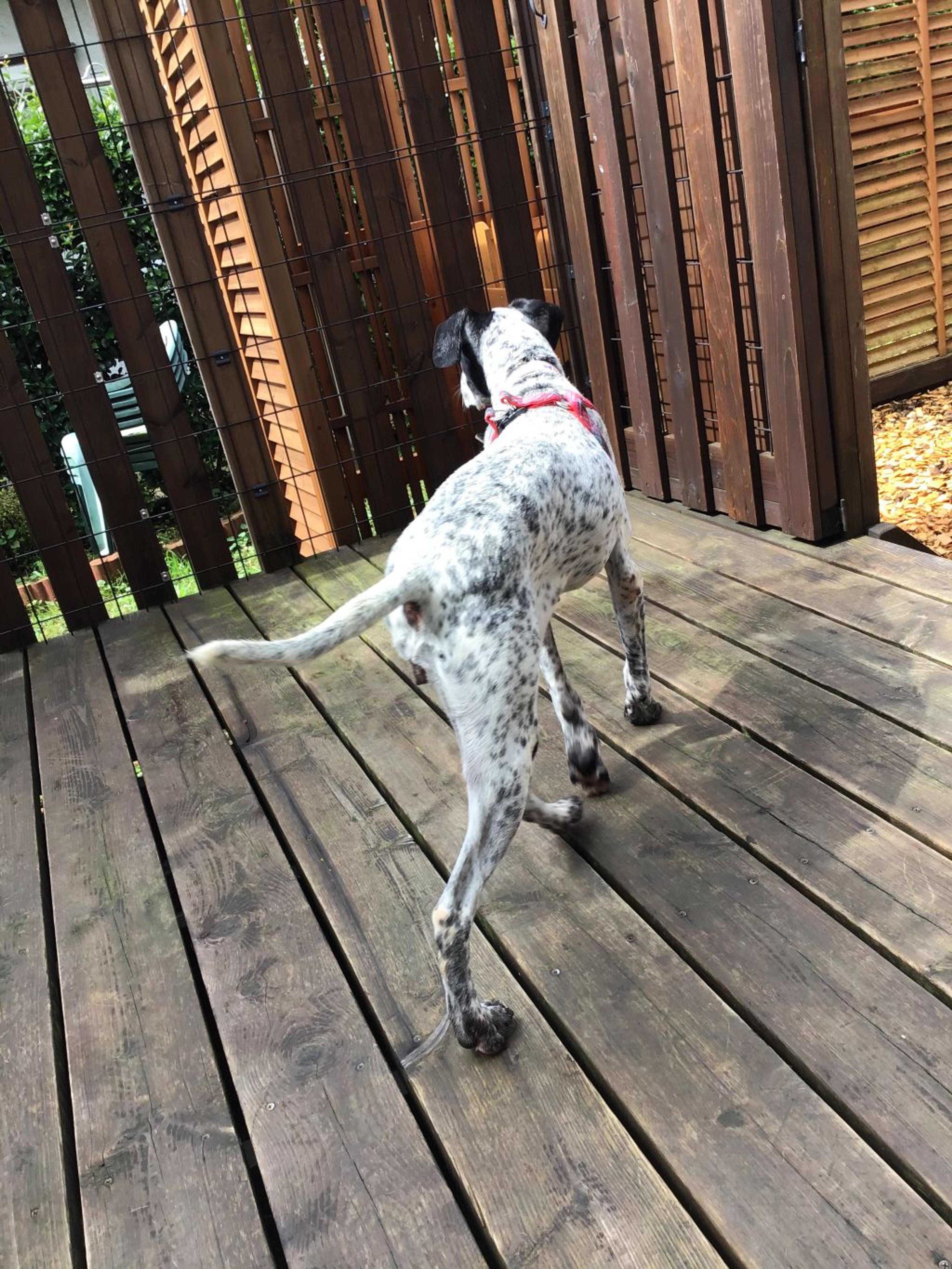 pet-image-3