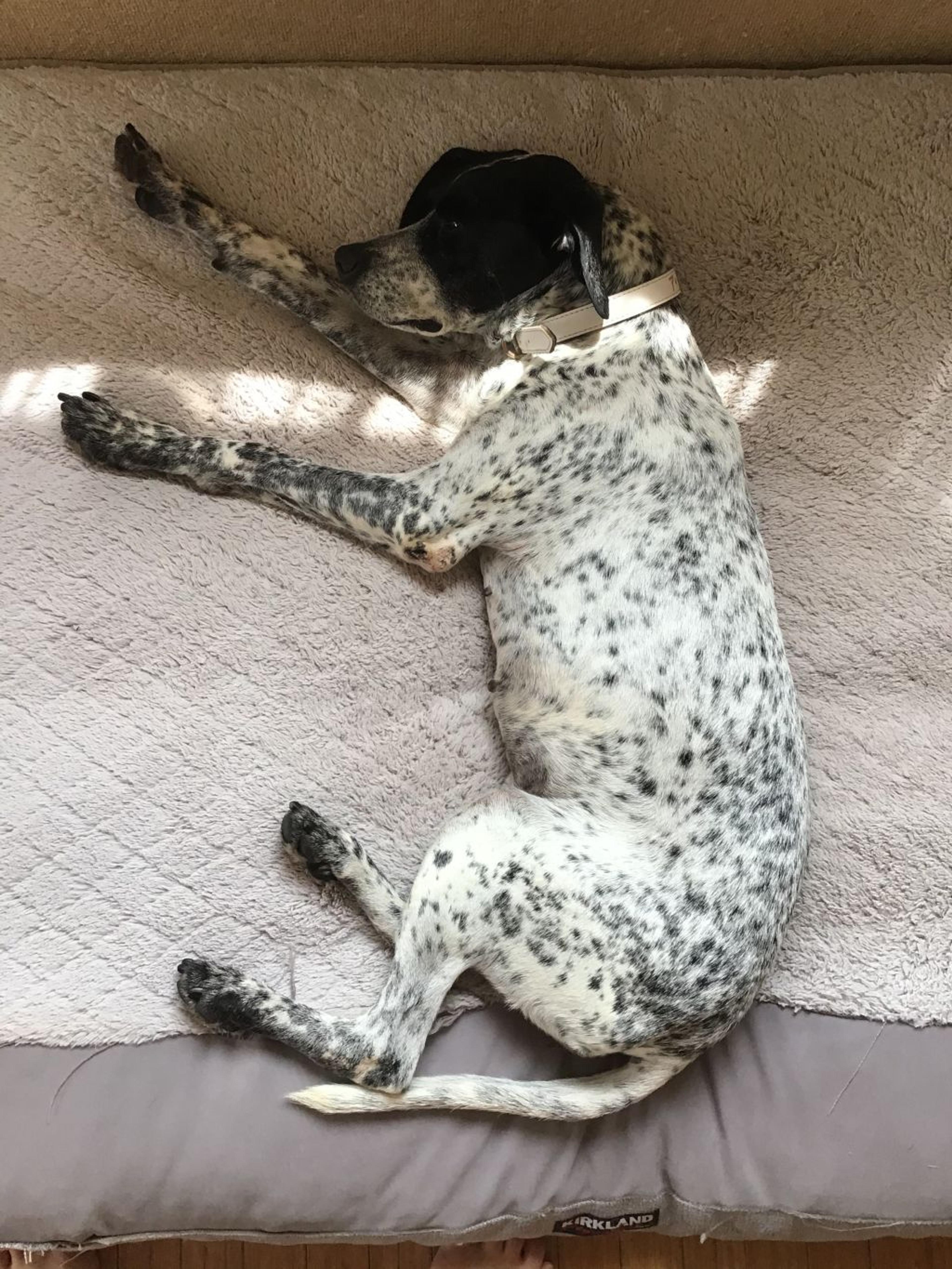 pet-image-4