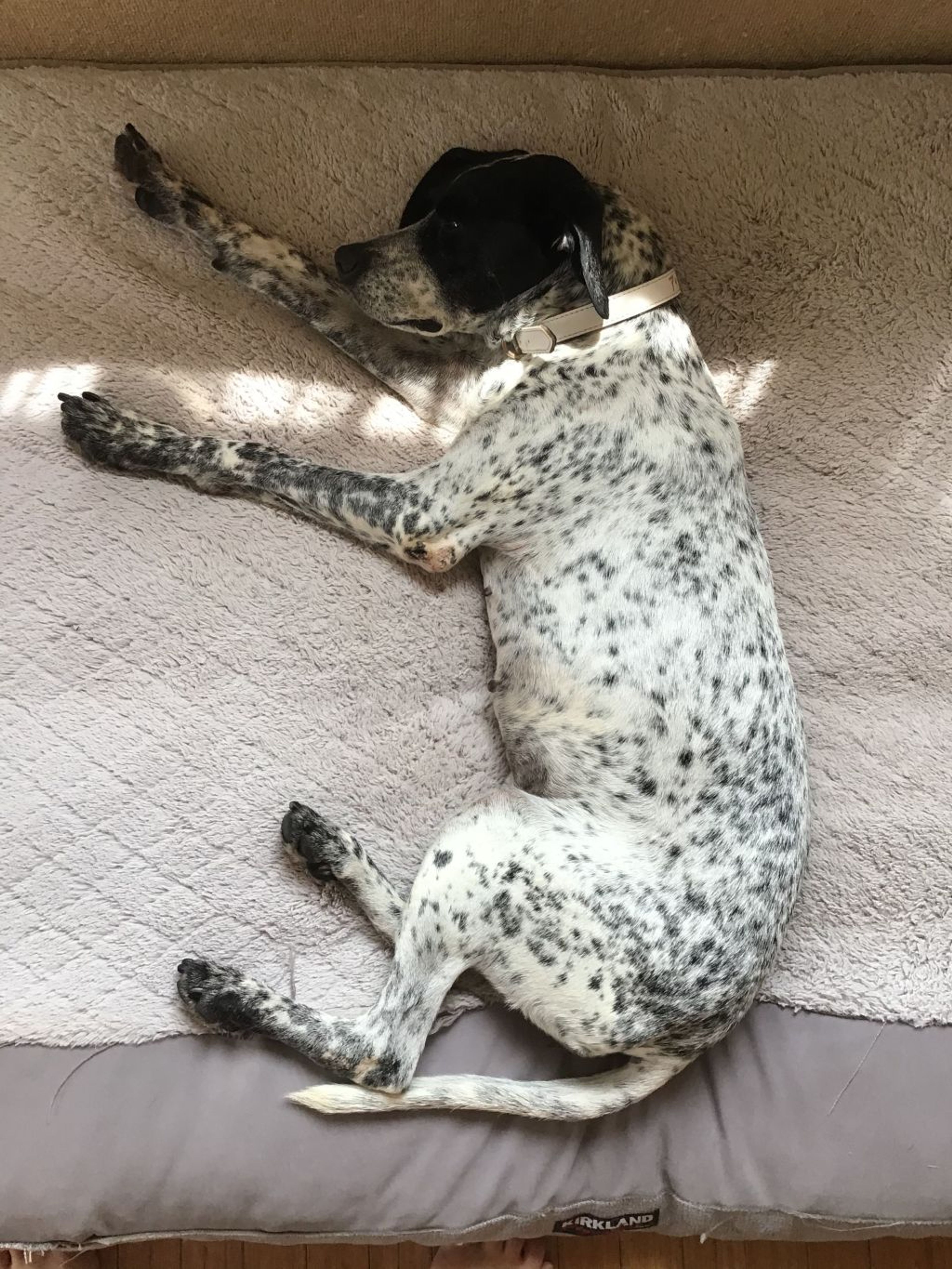 pet-image-4