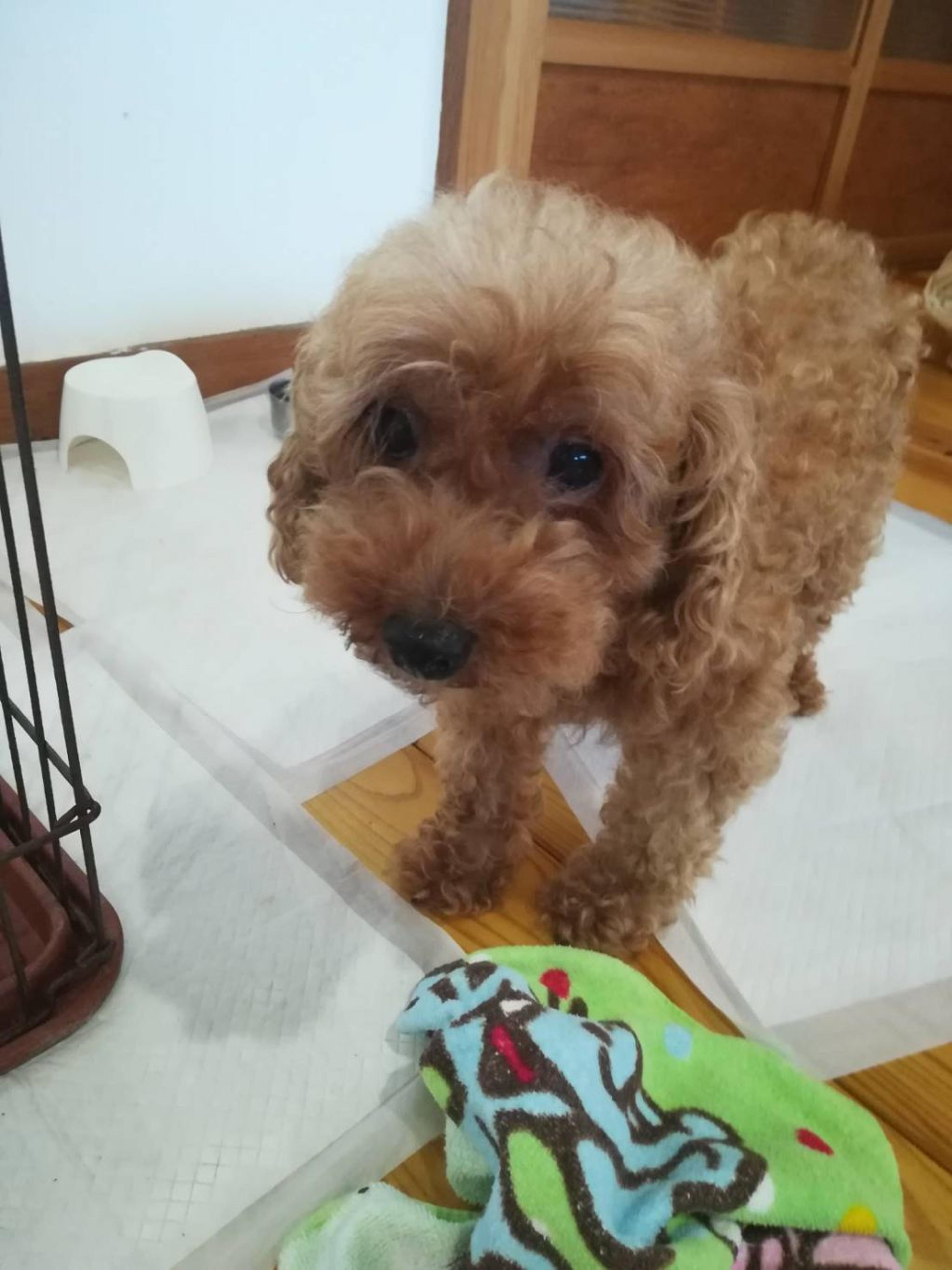 pet-image-2
