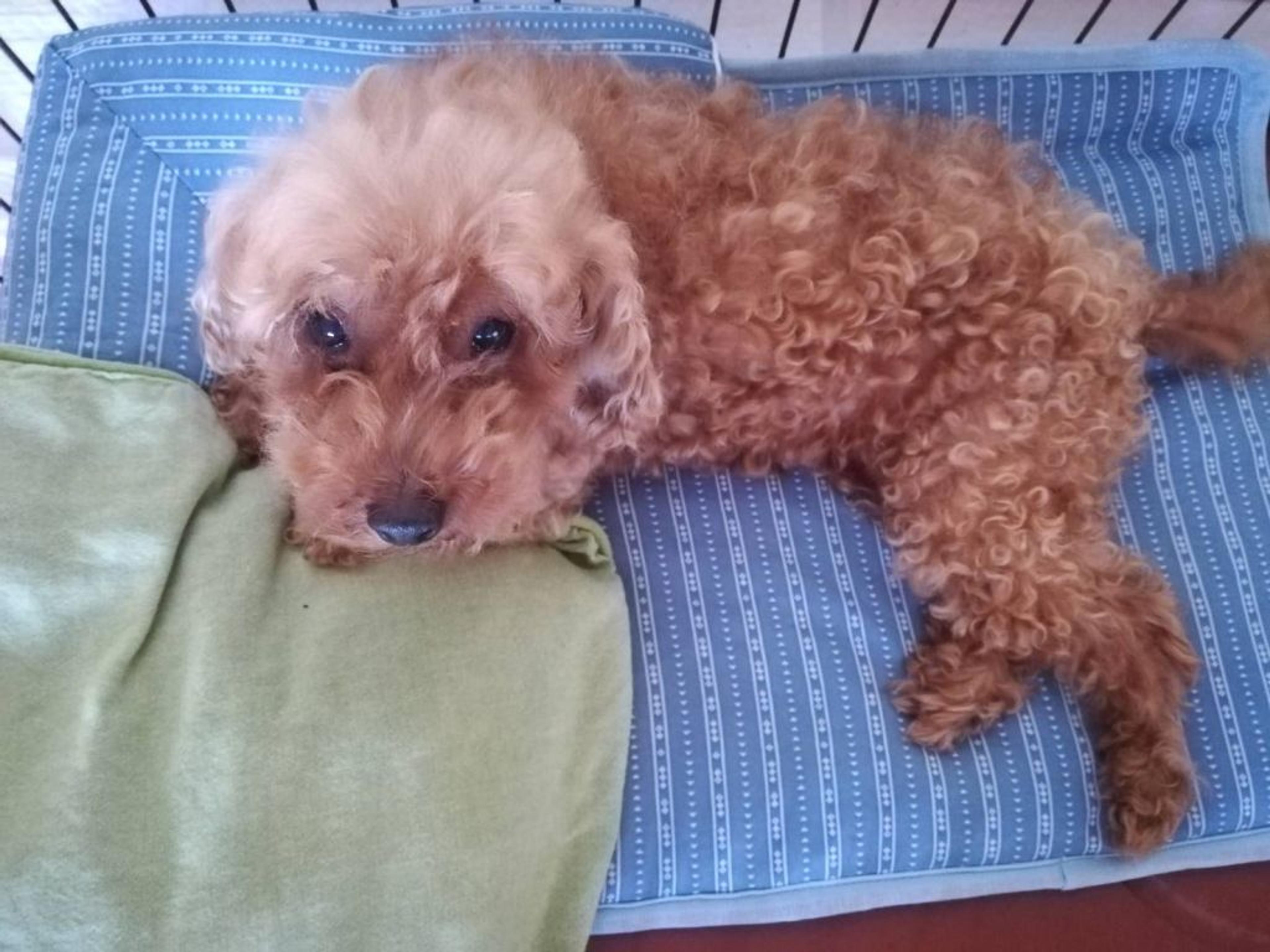 pet-image-3