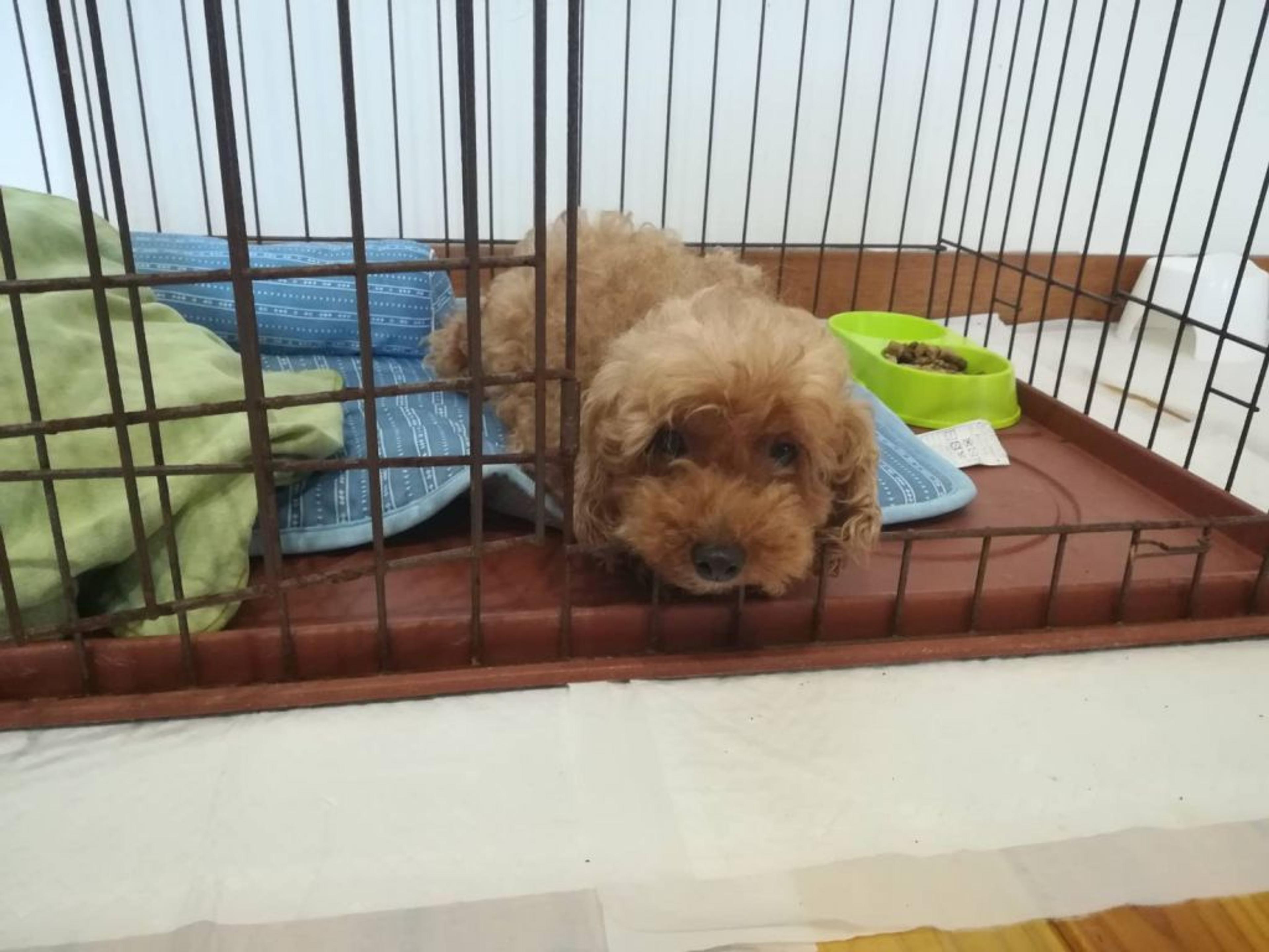pet-image-4