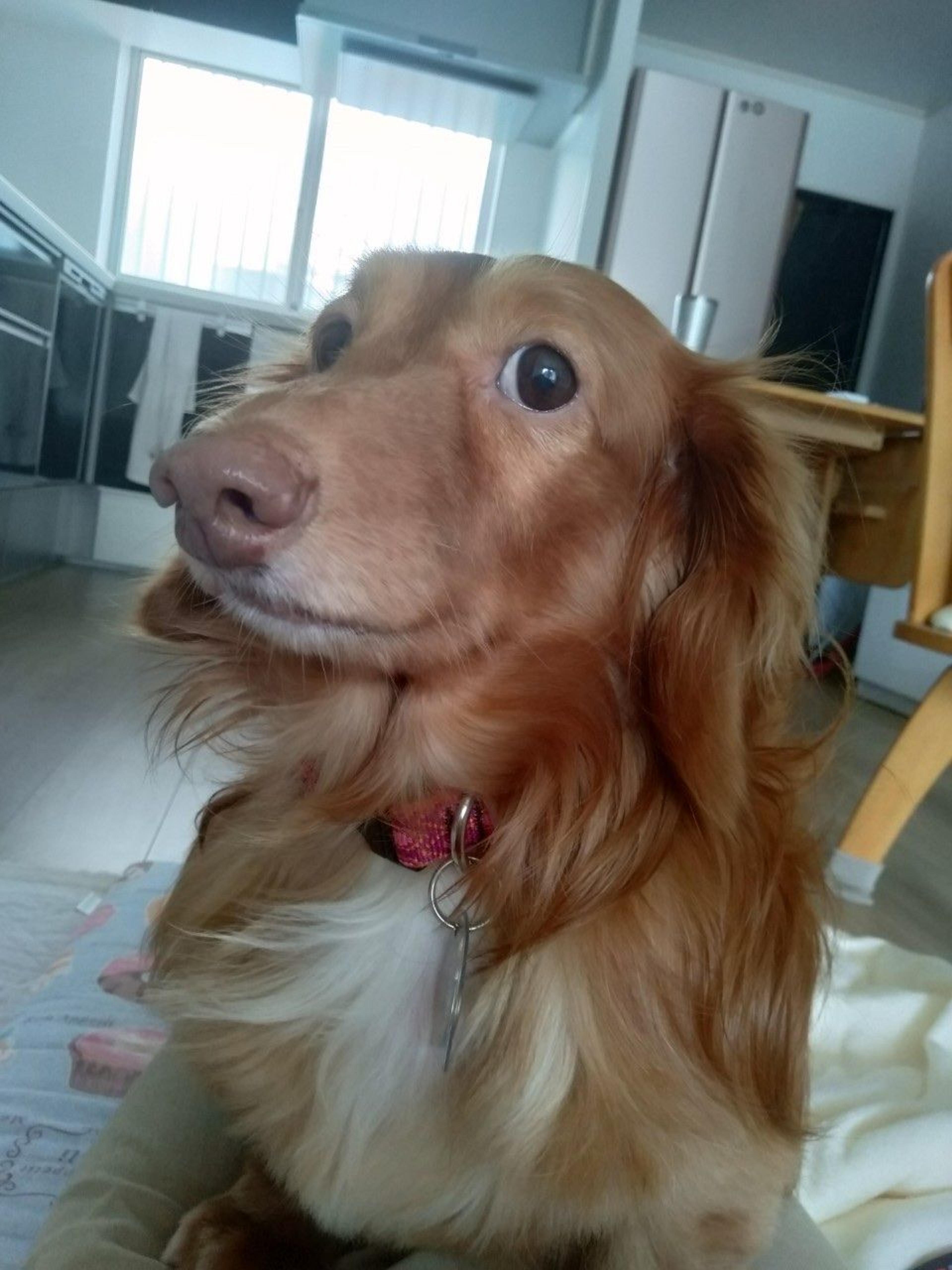 pet-image-3
