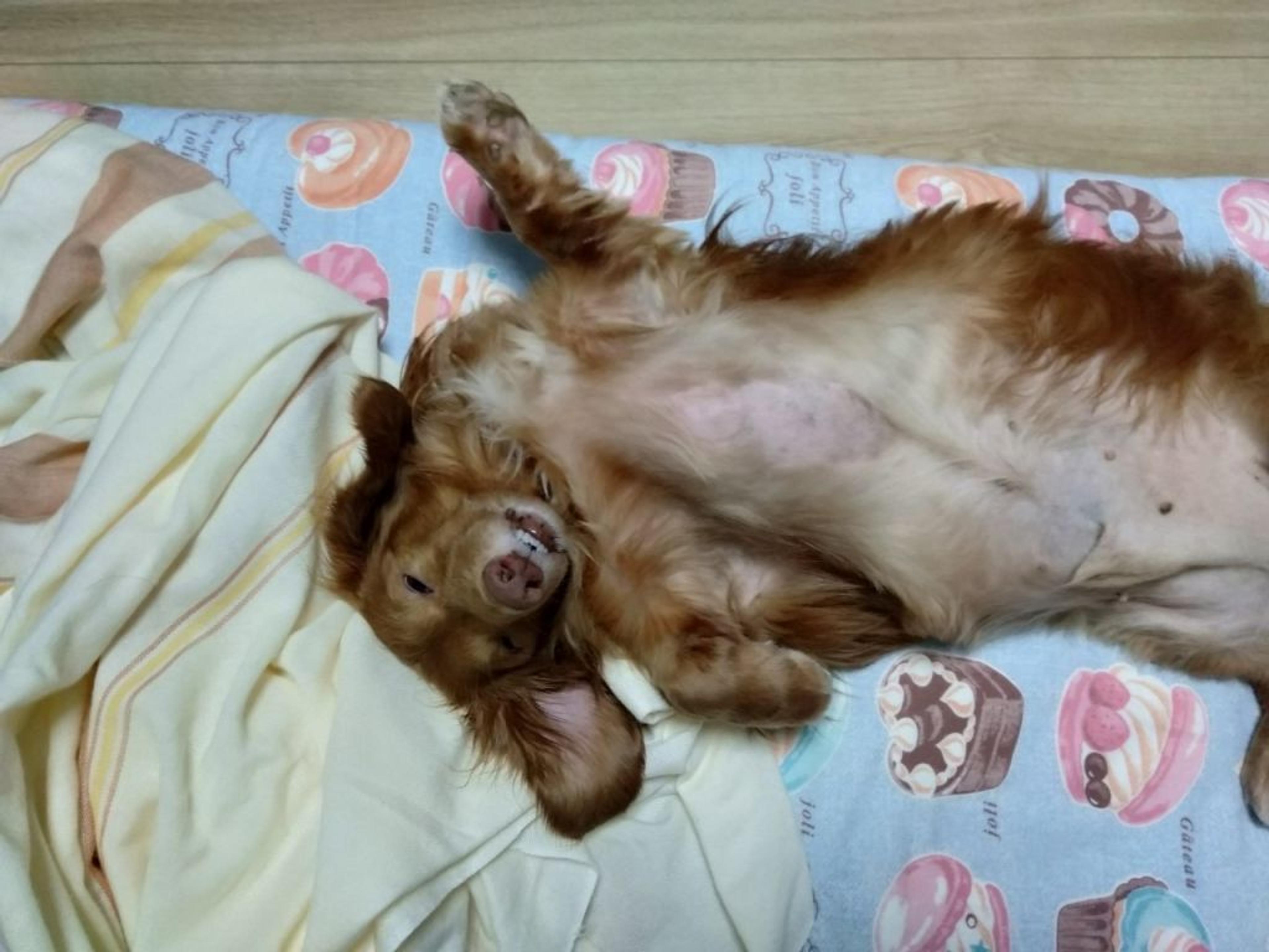 pet-image-4