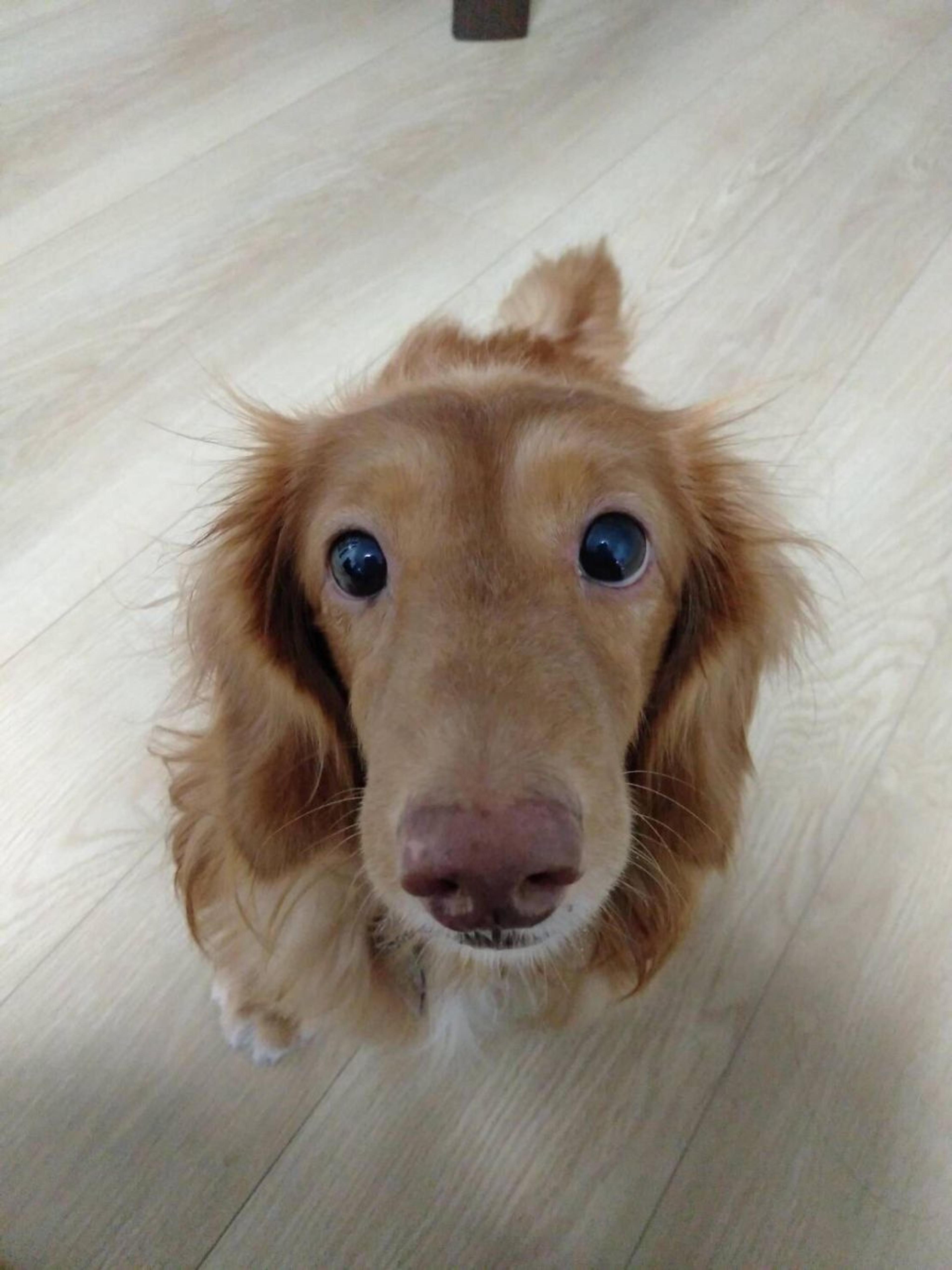 pet-image-5