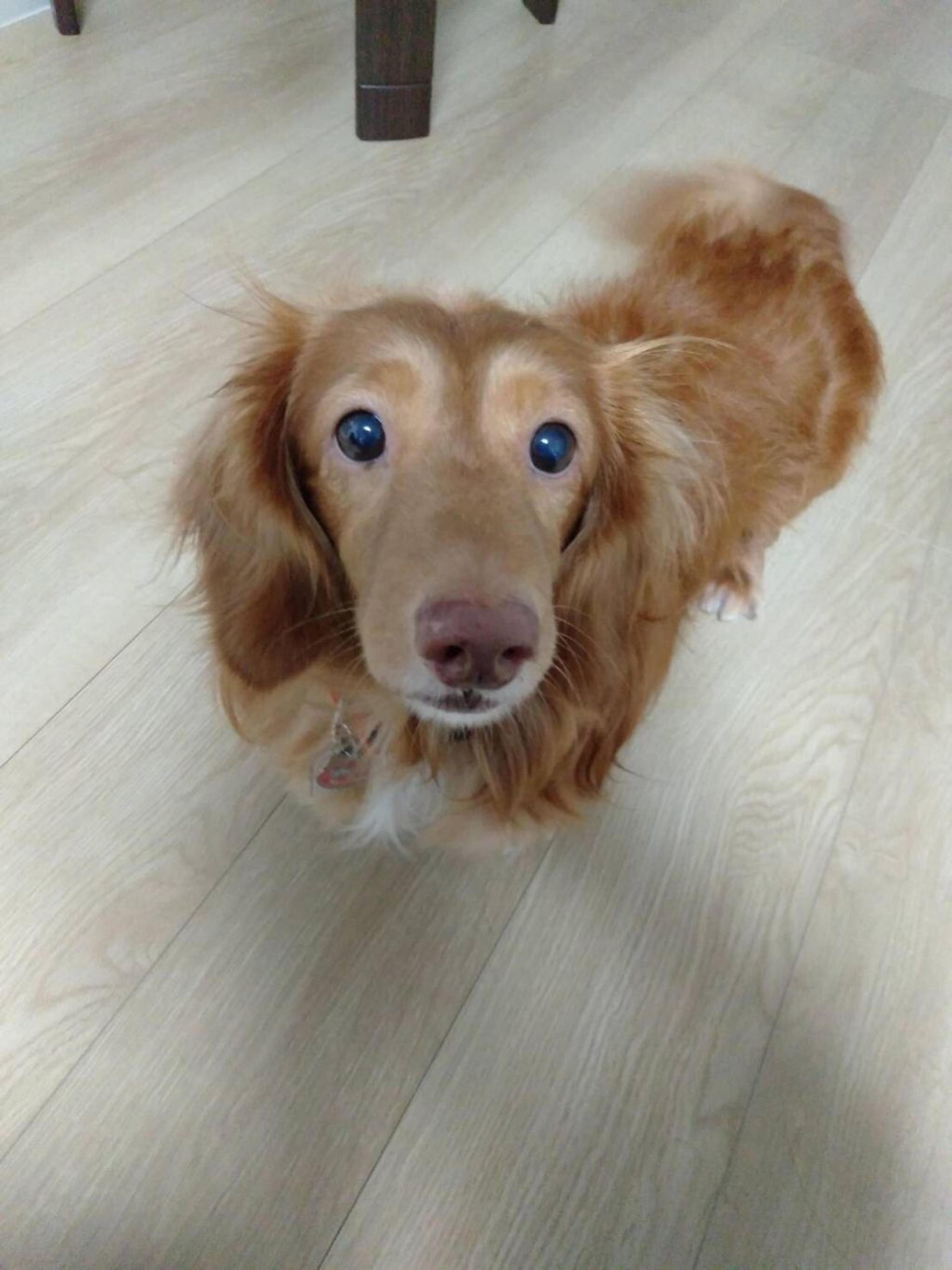 pet-image-6