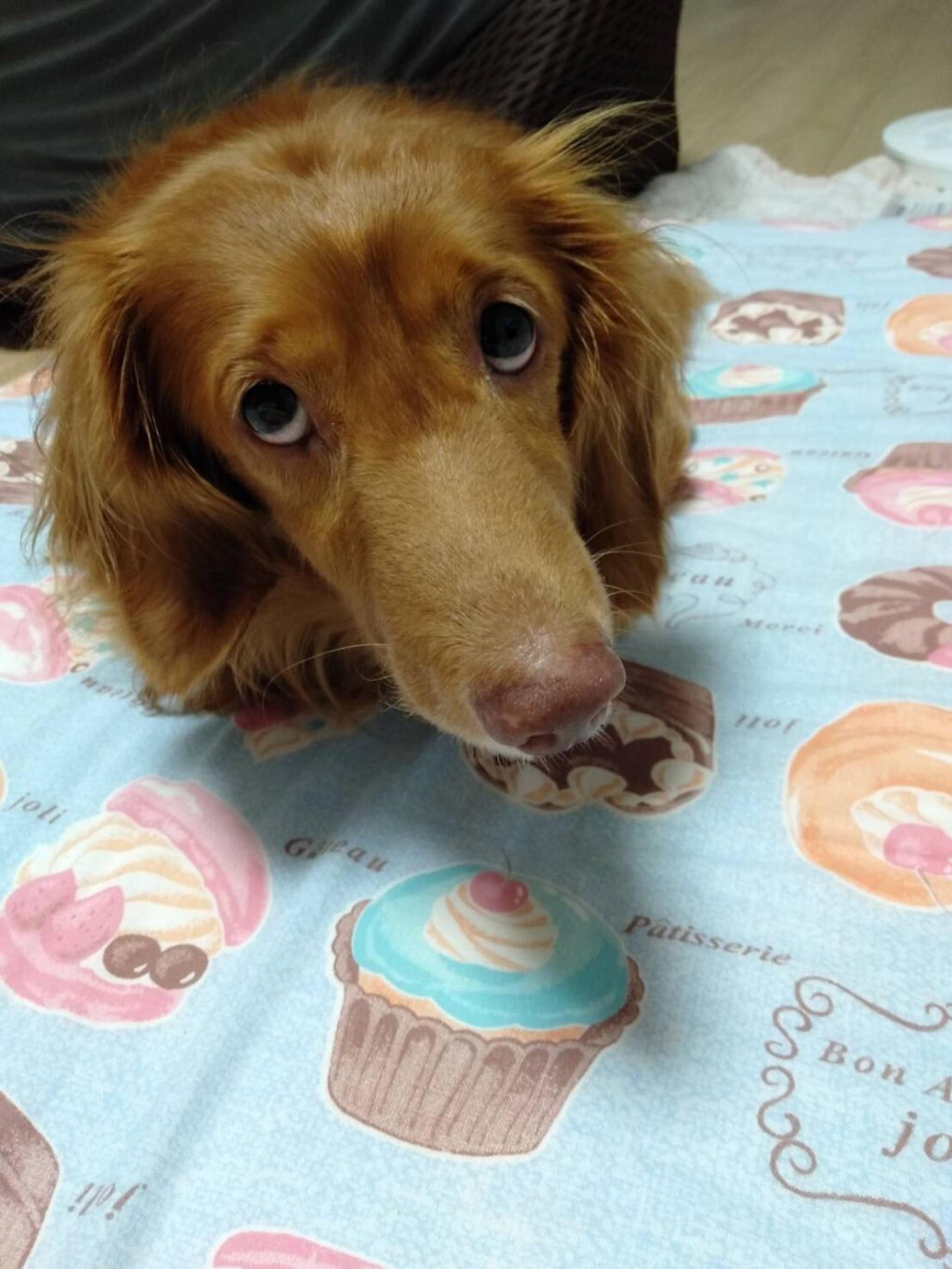 pet-image-7